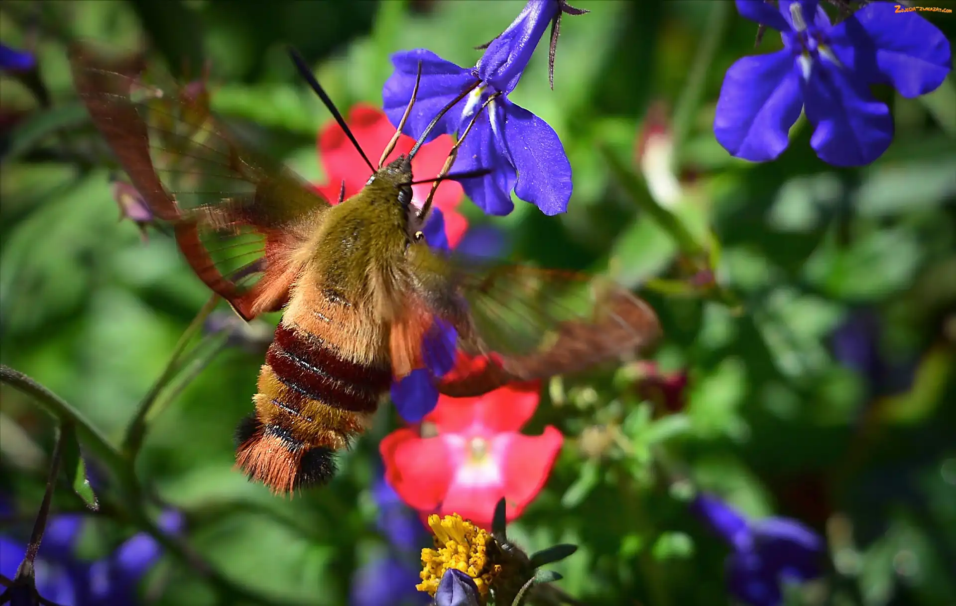 Lobelia, Kwiaty, Fruczak, Motyl, Bujankowiec