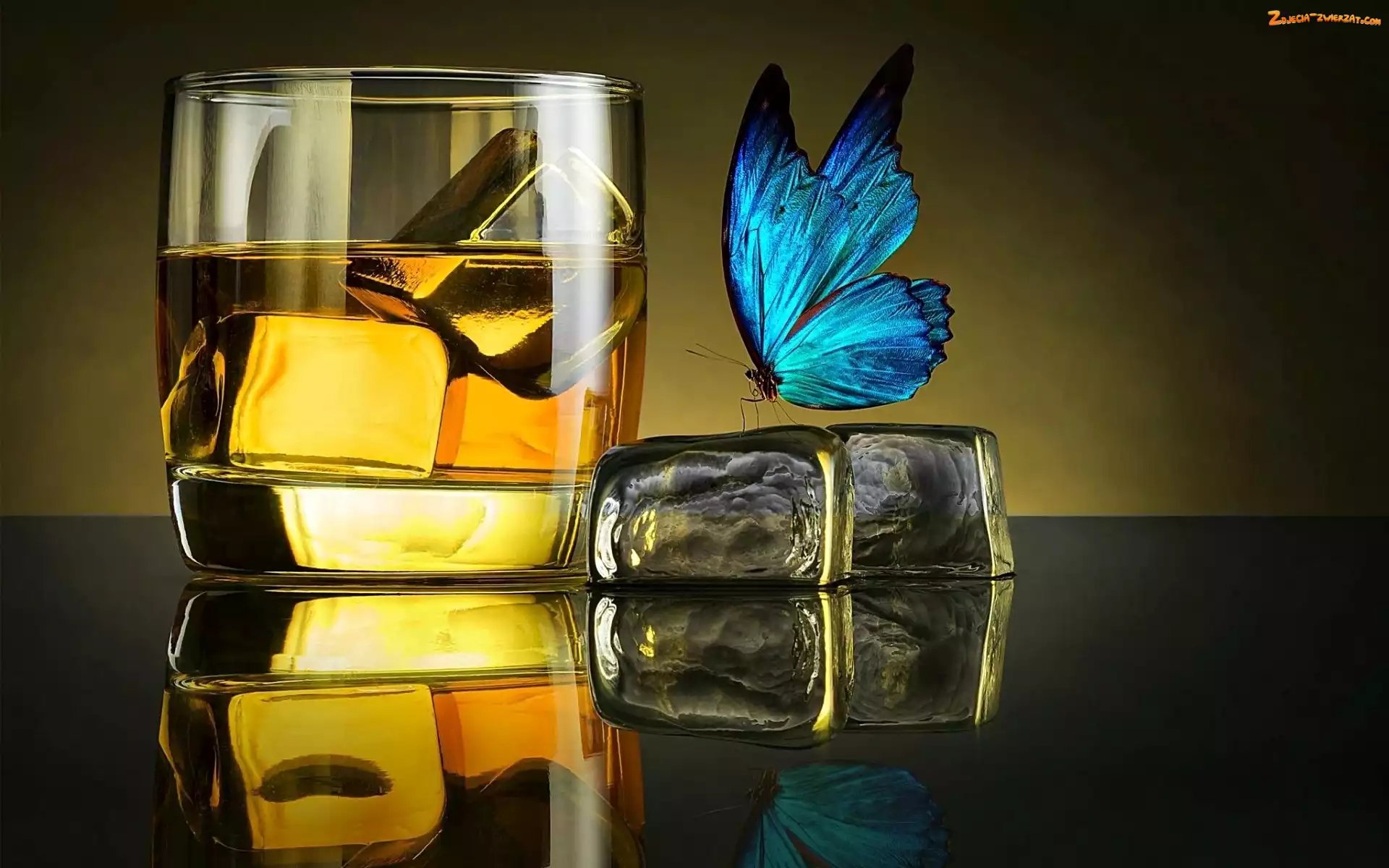 Lód, Motyl, Drink, Niebieski