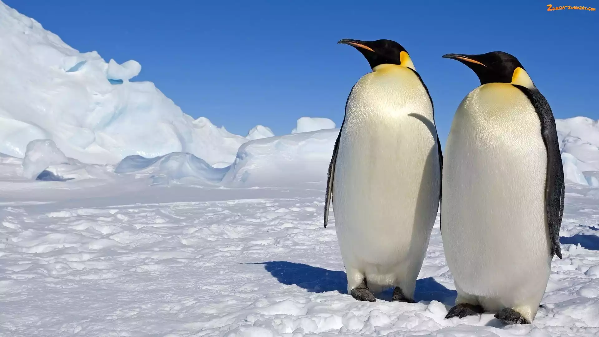 Lód, Pingwiny, Śnieg, Dwa