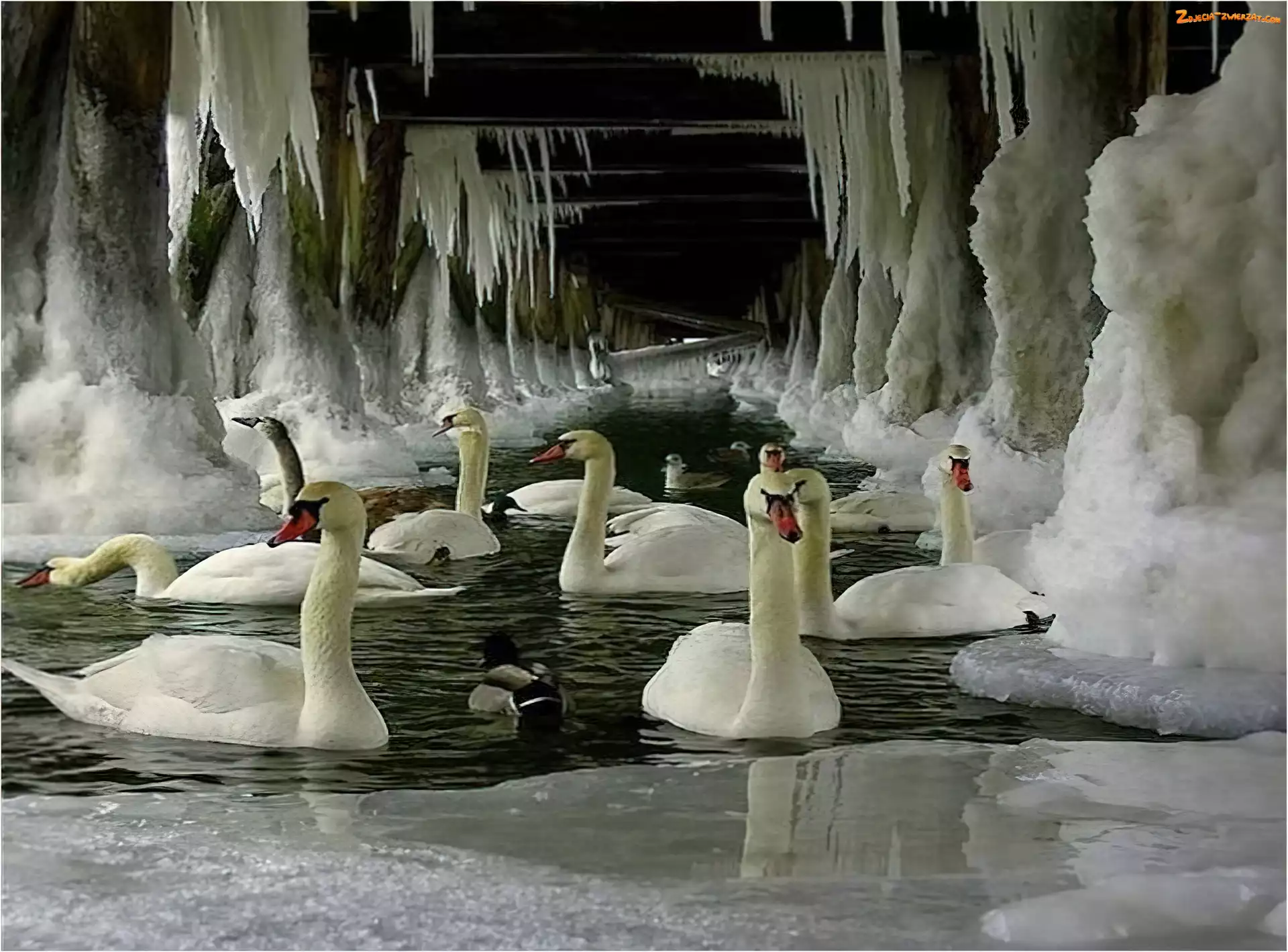 Lód, Łabędzie, Sople, Most