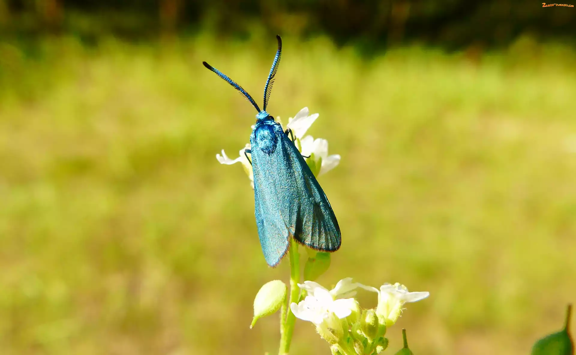 Lśniak szmaragdek, Owad, Motyl