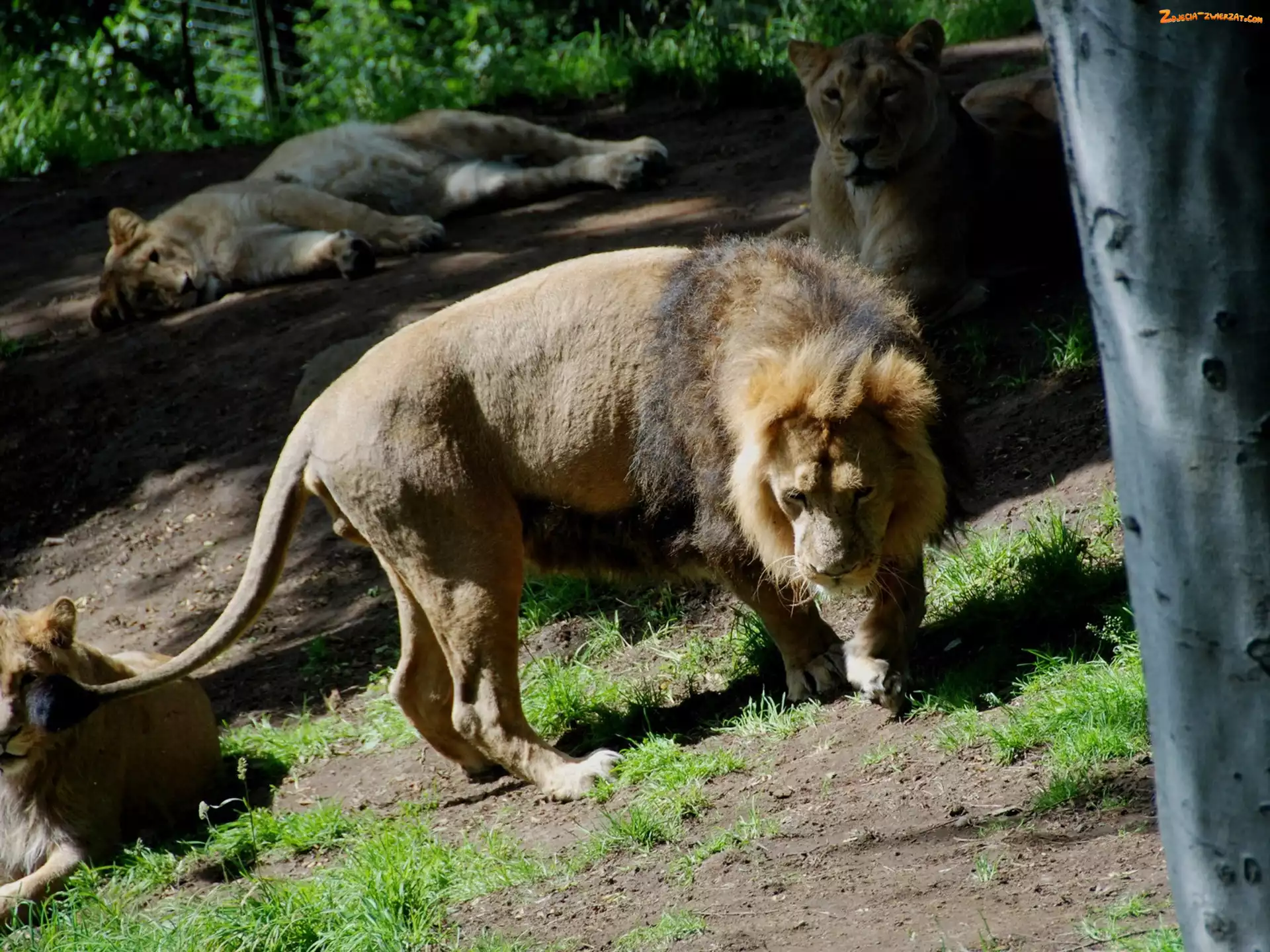 Zoo, Lwy, Wybieg