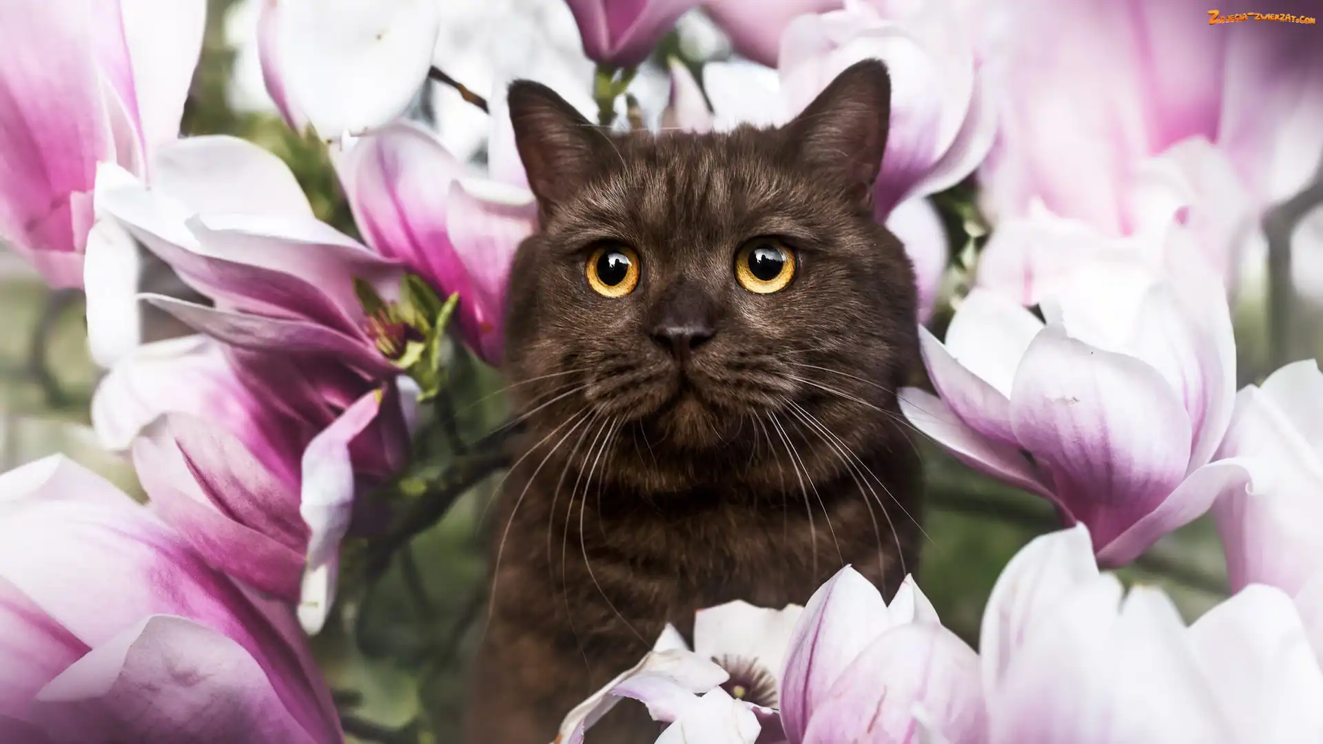 Magnolie, Kot, Kwiaty