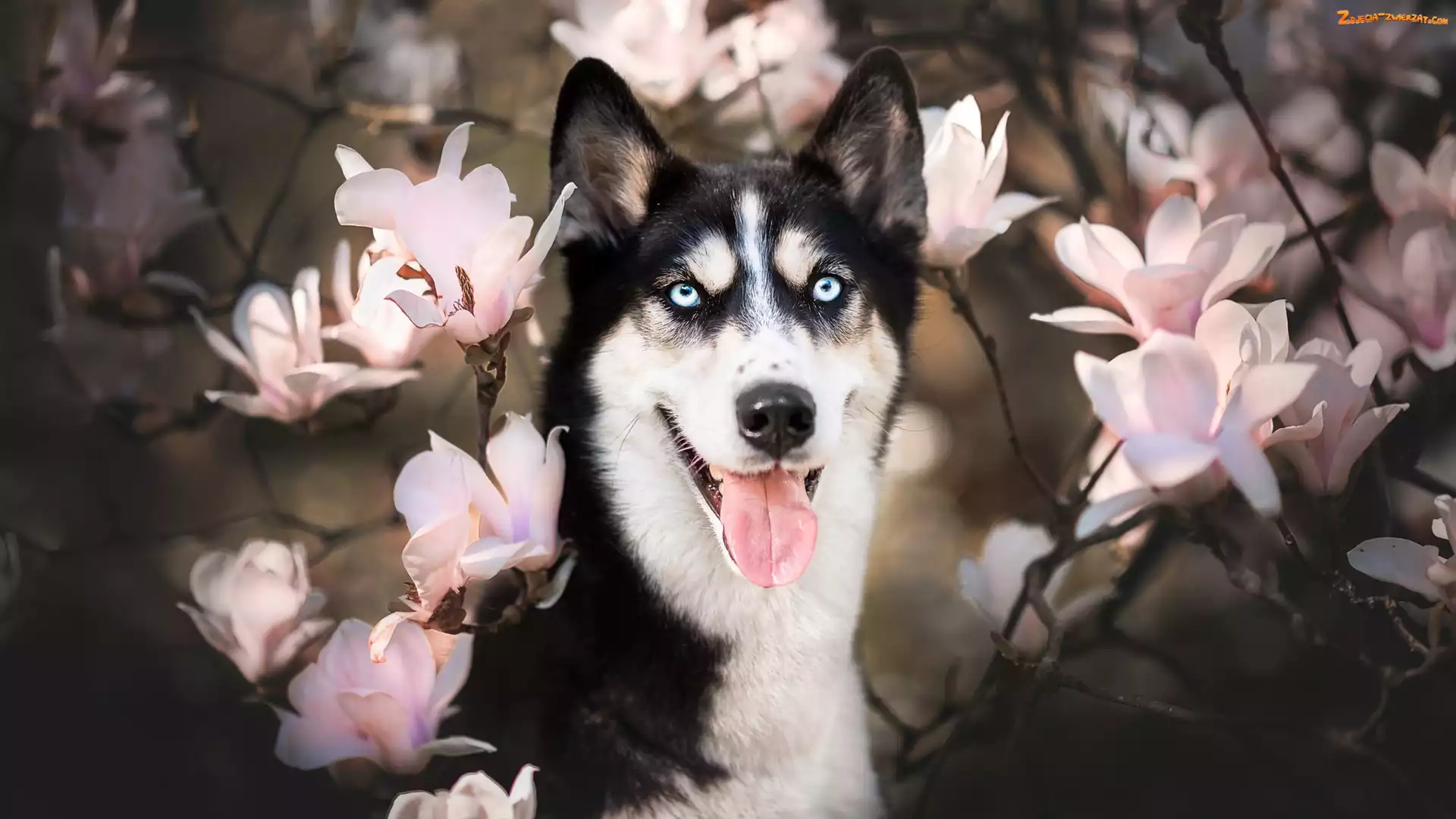 Magnolie, Kwiaty, Siberian husky, Pies, Mordka