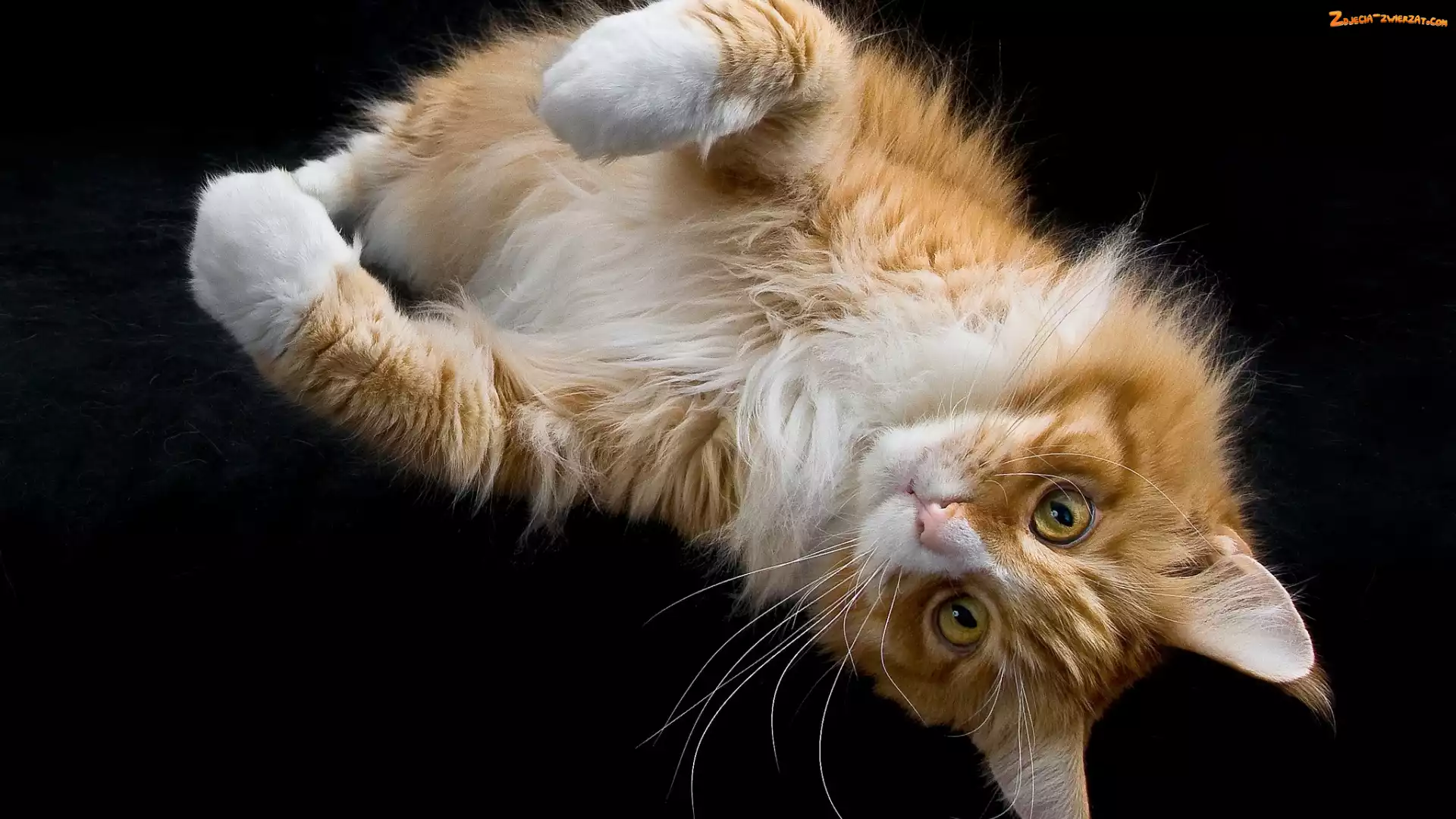 Maine Coon, Rudo-biały, Kot