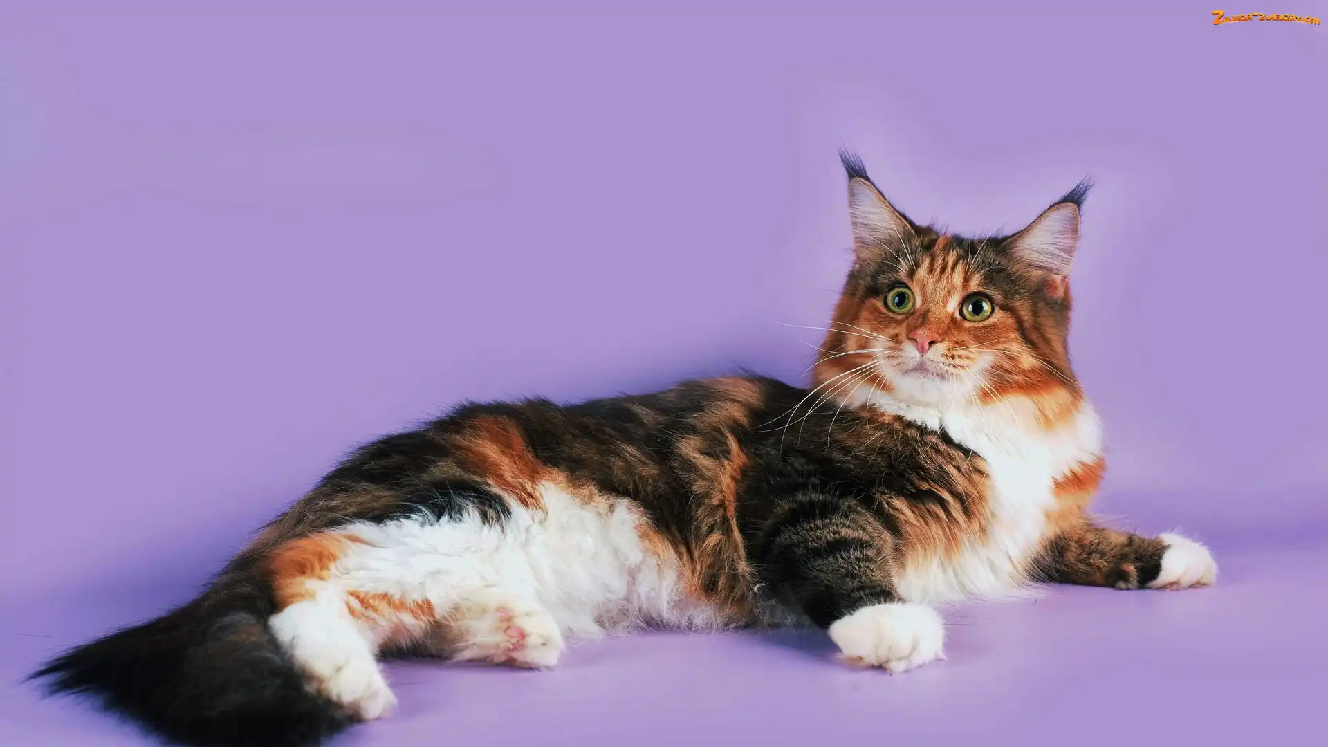 Kot Maine coon