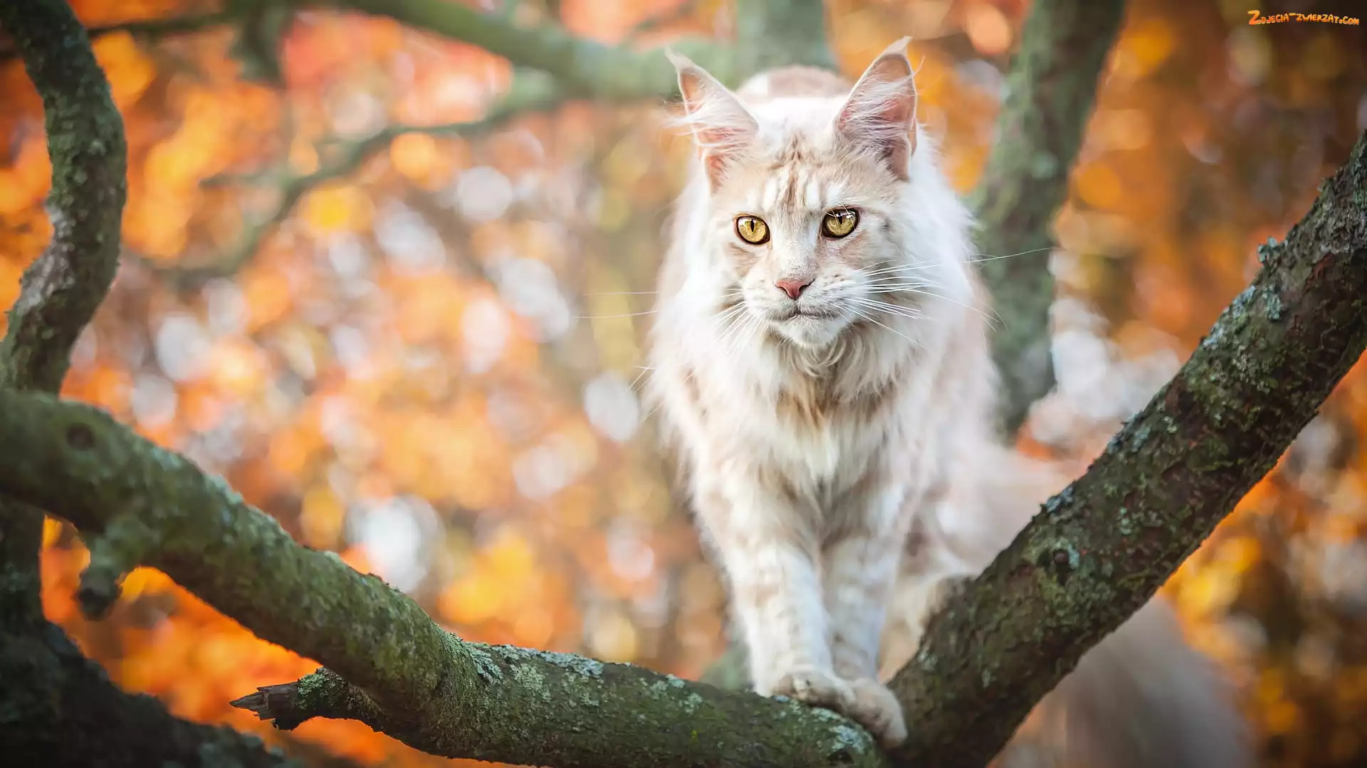 Maine coon, Gałęzie, Kot, Drzewo