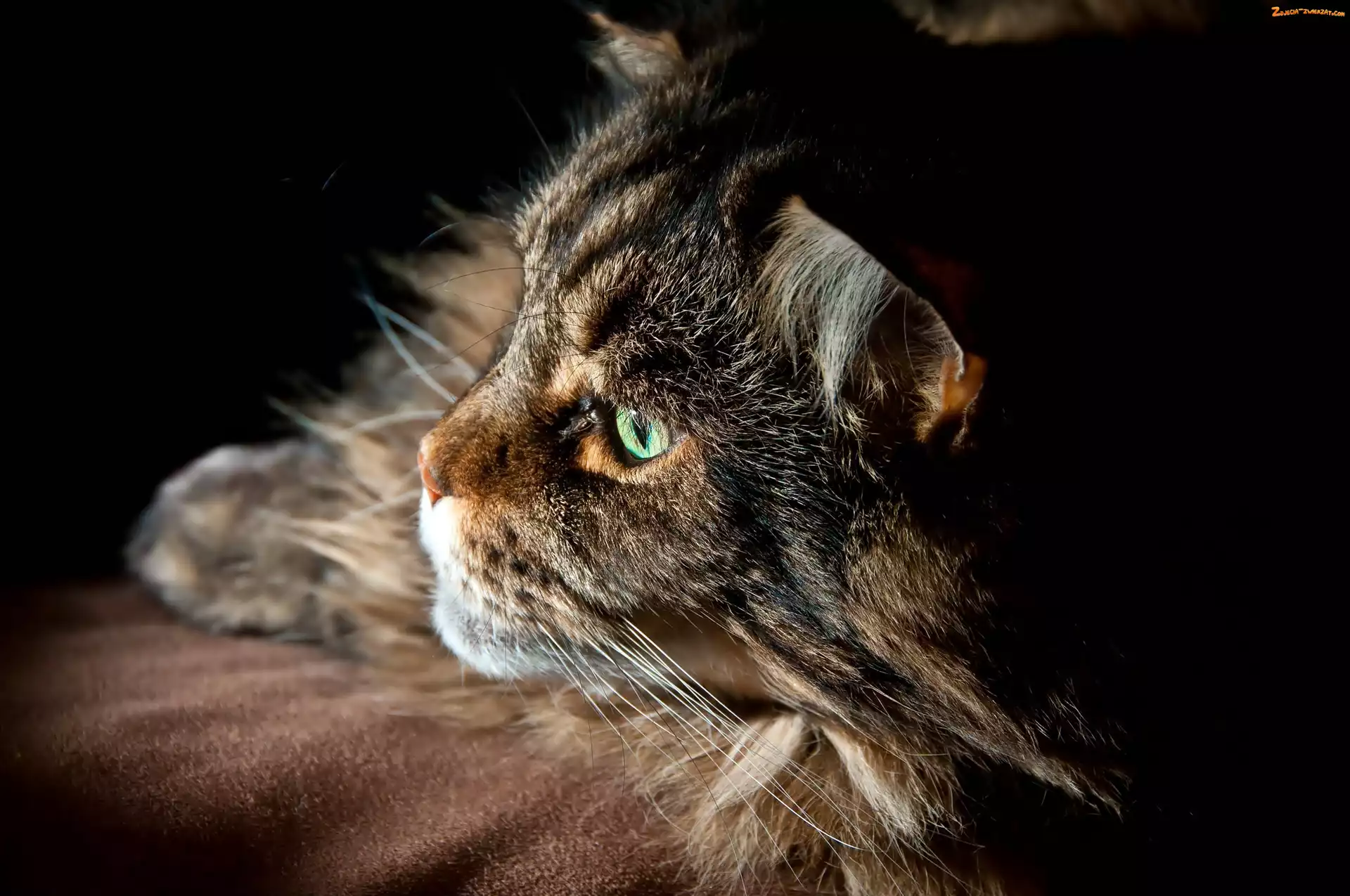 Maine coon, Oczy, Kot, Zielone