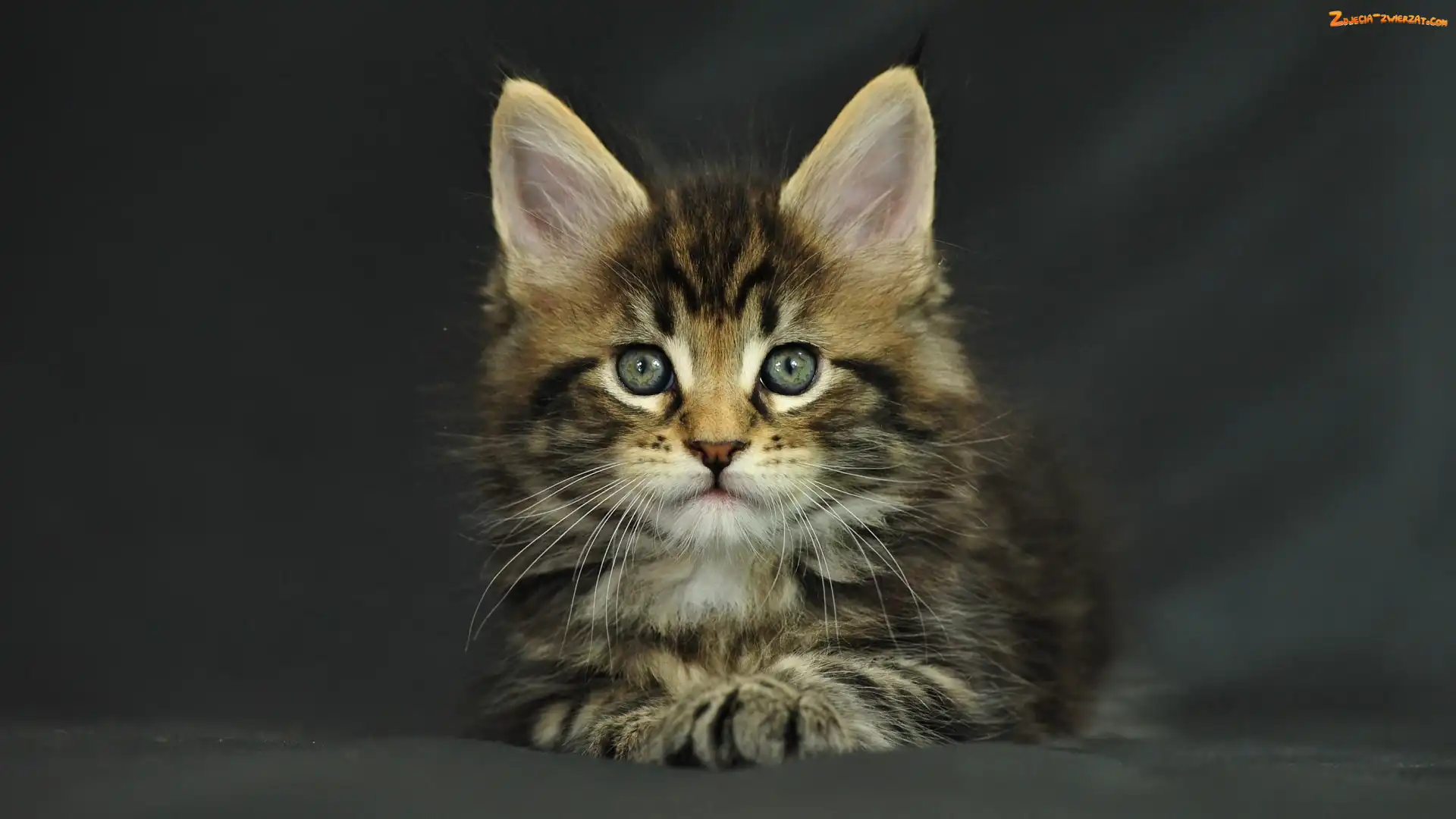 Kotek, Maine Coon