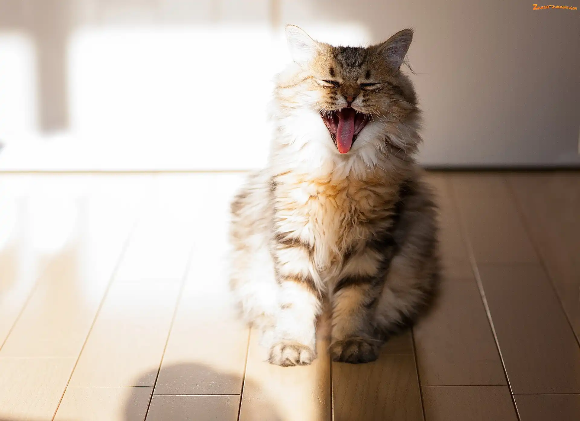 Maine coon, Miałczący, Kot