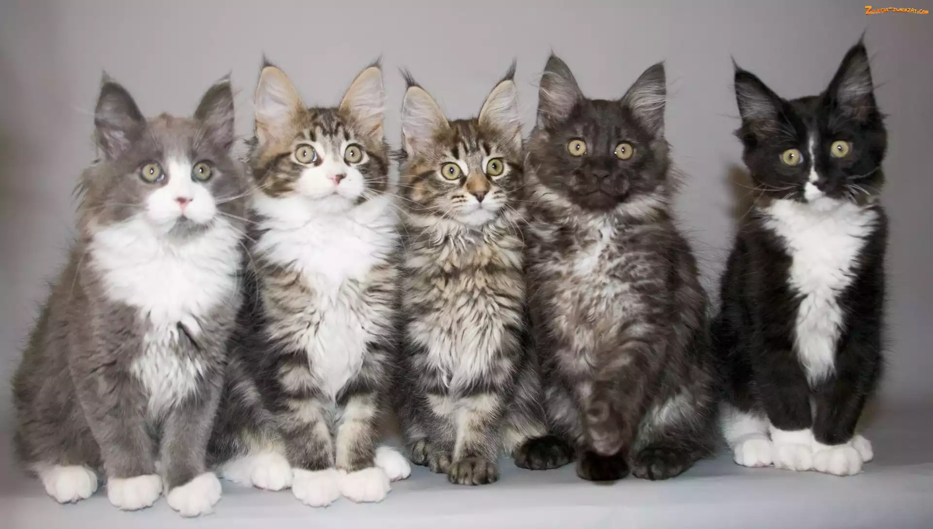 Maine Coon, Pięć, Kotków