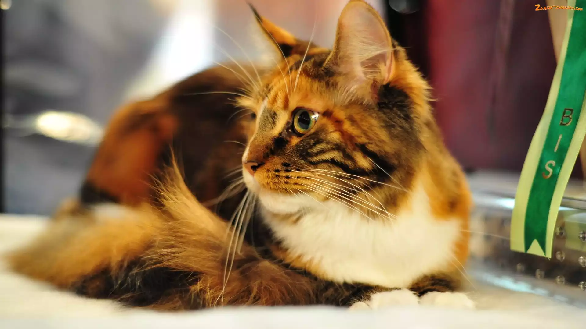 Rudy, Maine Coon