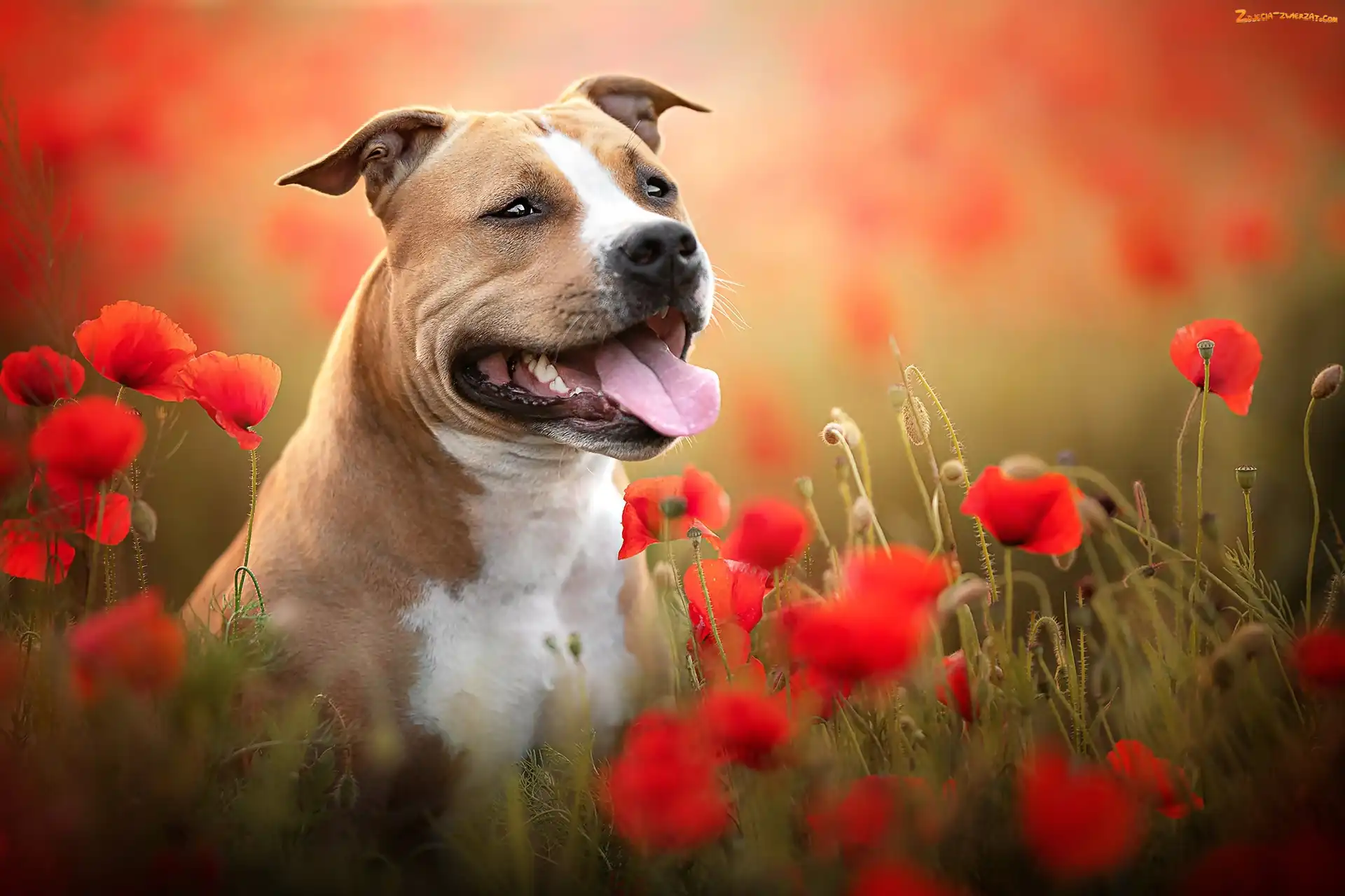 Maki, Pies, Staffordshire bull terrier