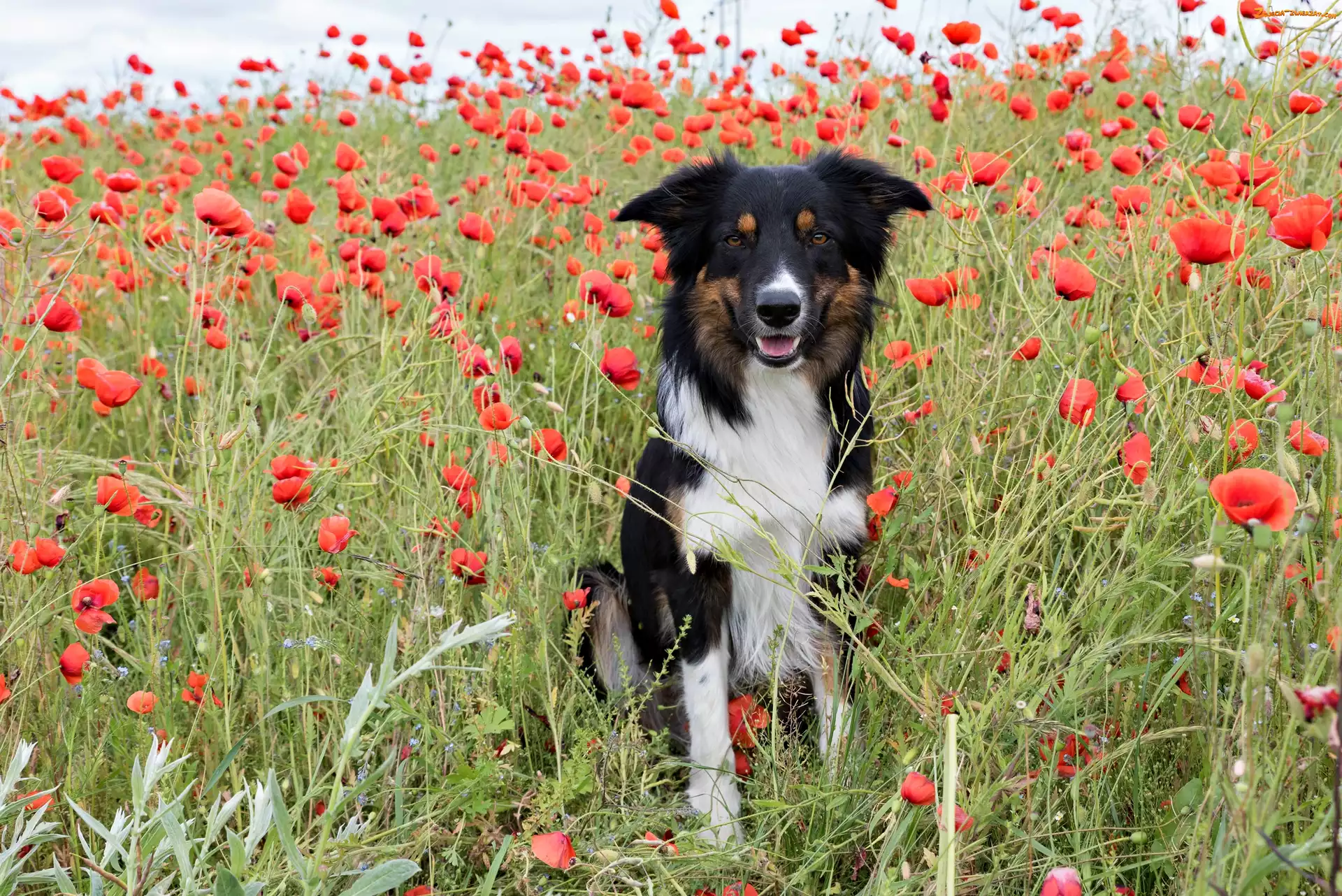 Maki, Border collie, Łąka