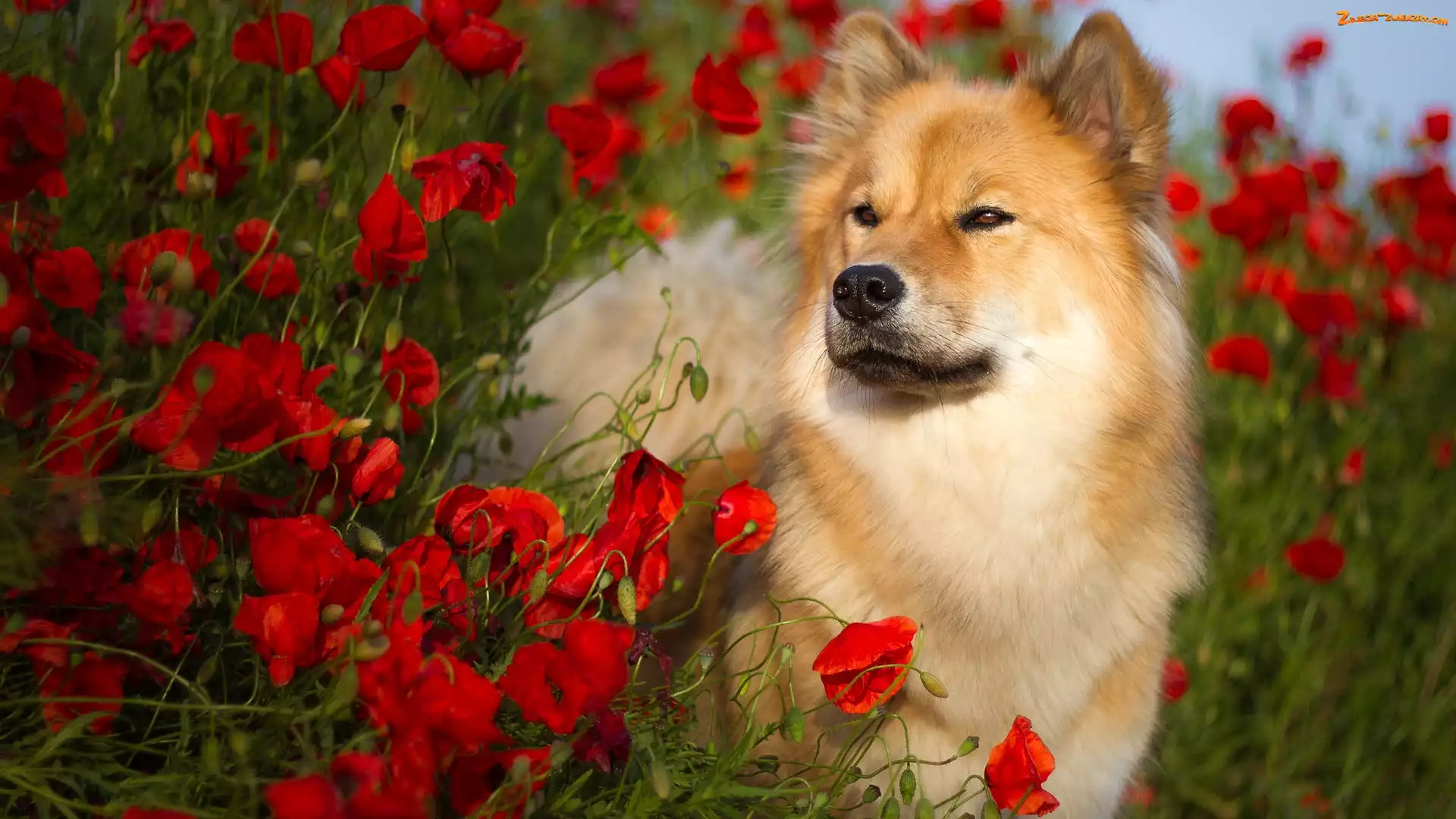Maki, Pies, Szpic eurasier