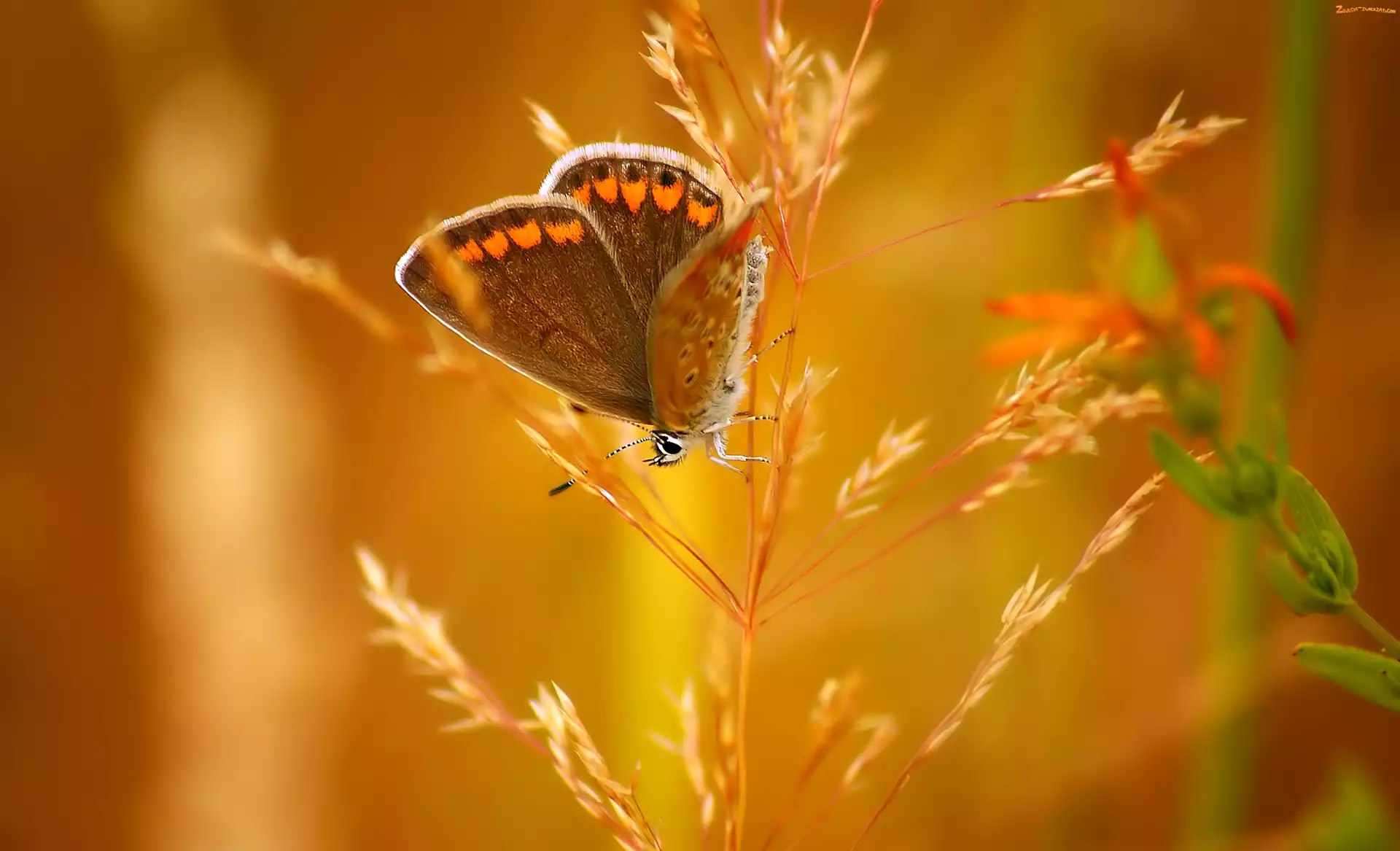 Makro, Motyl, Kłos Trawy