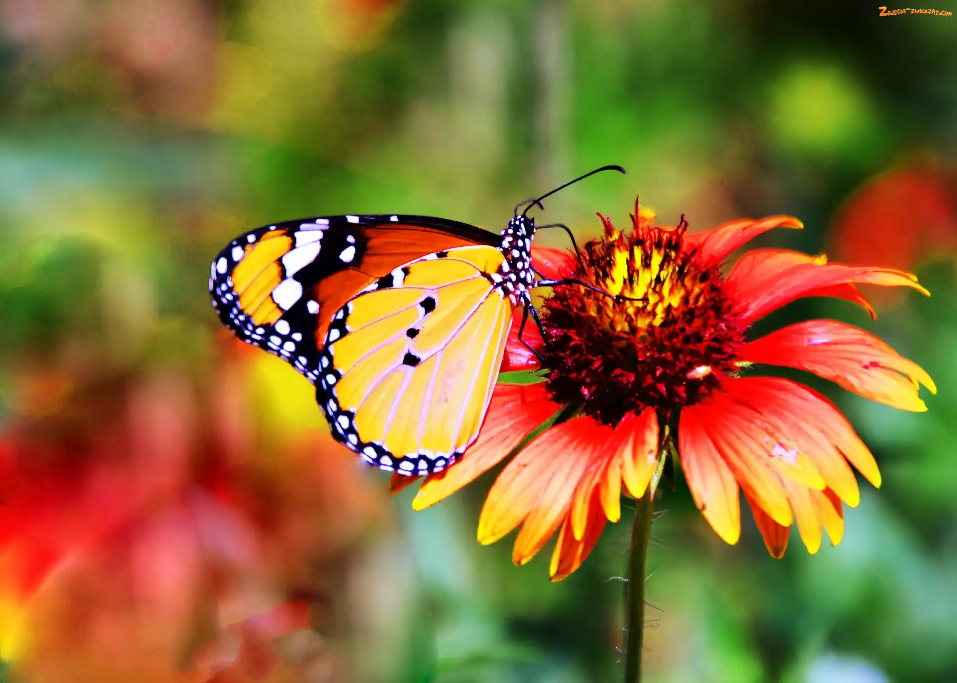 Monarch, Makro, Motyl
