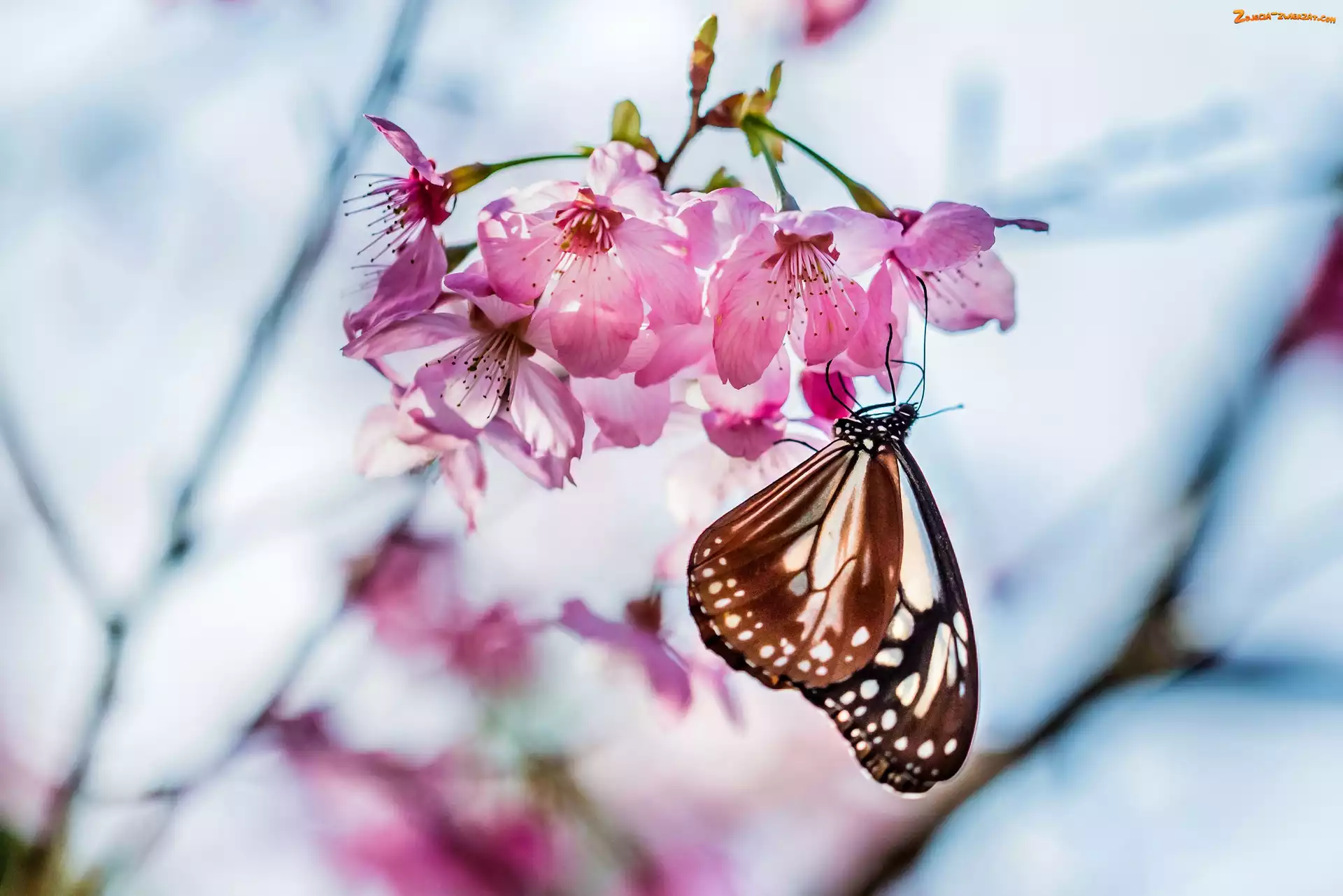 Makro, Motyl, Owocowego, Kwiaty, Drzewa