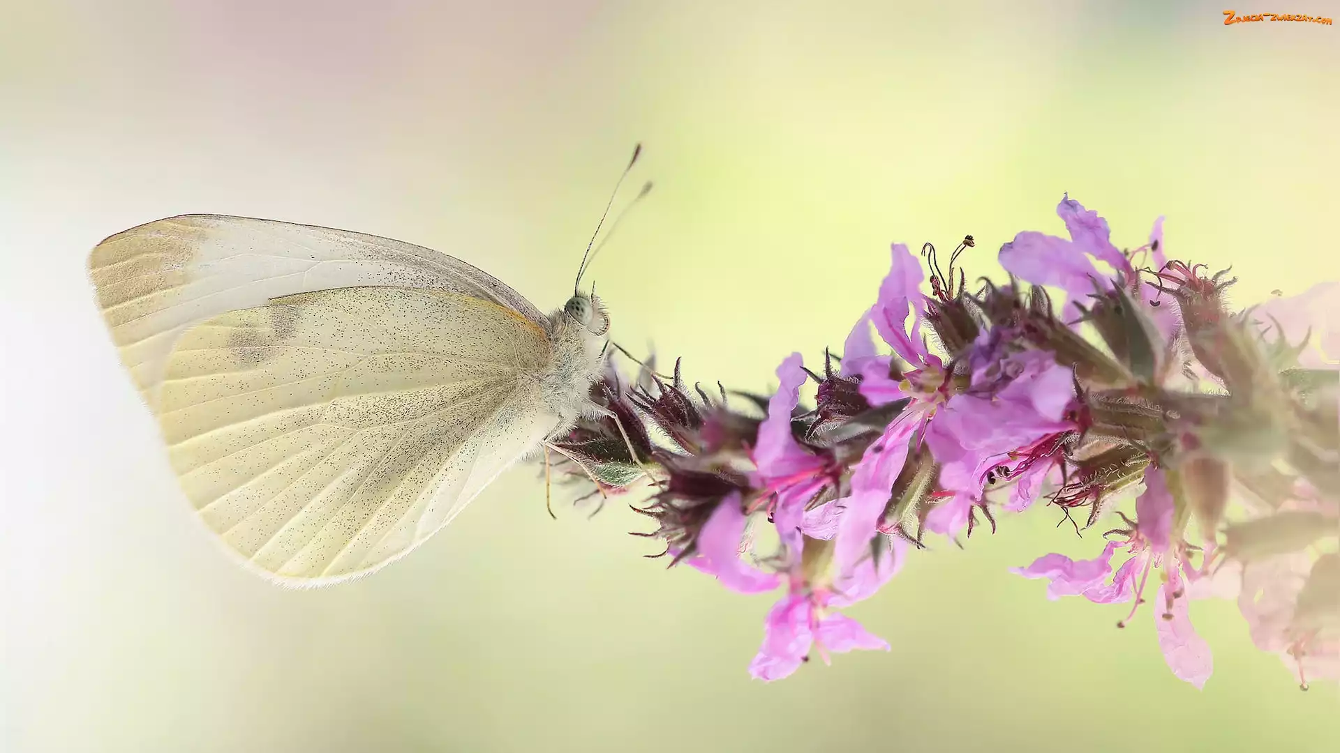 Makro, Kwiat, Bielinek, Motyl, Różowy