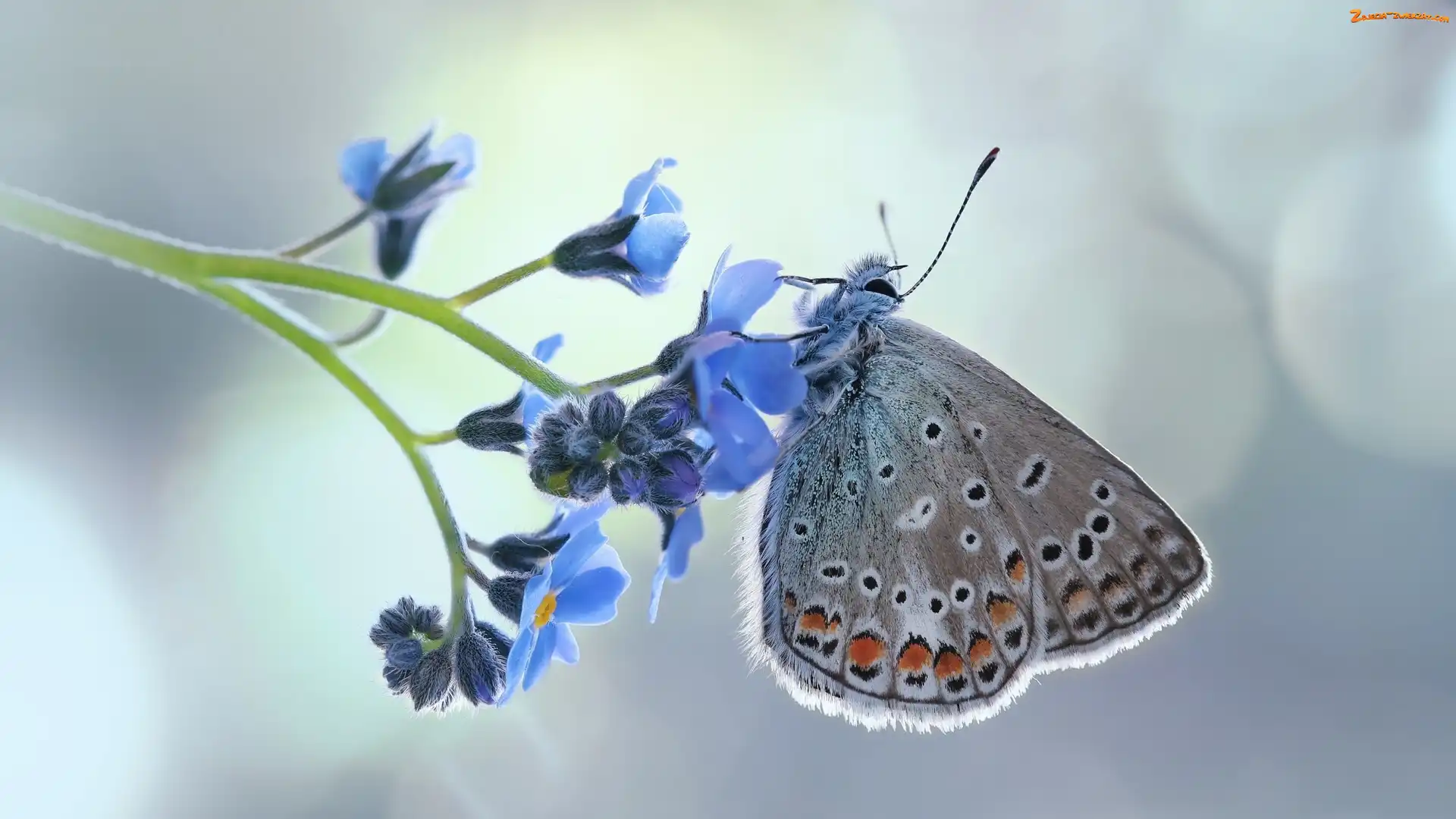 Makro, Niezapominajka, Modraszek ikar, Motyl, Kwiat