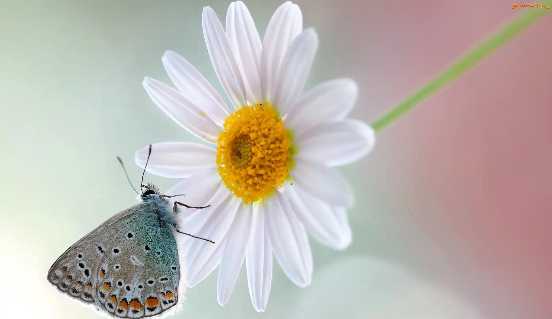 Makro, Margerytka, Modraszek, Motyl, Kwiat