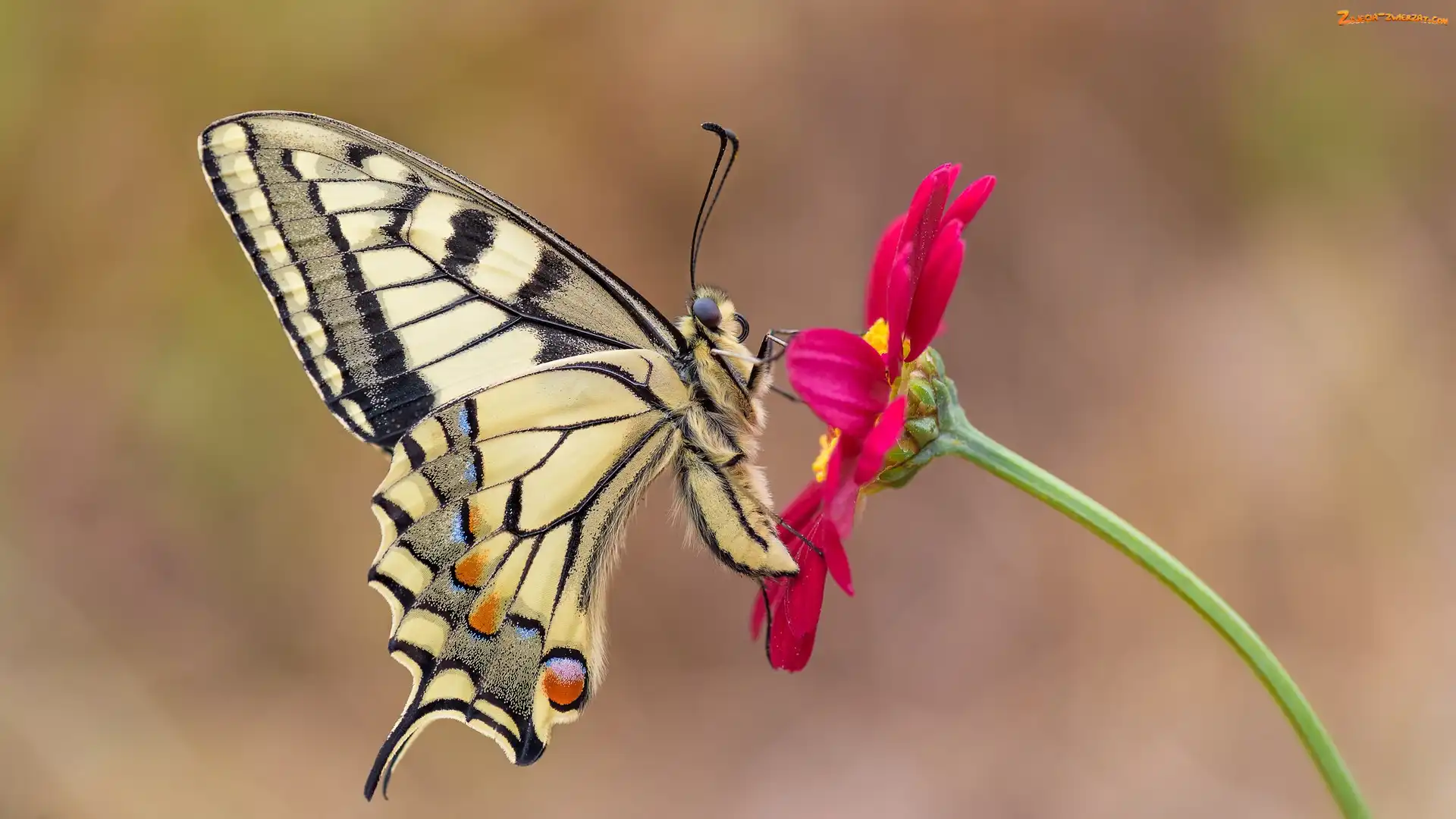Makro, Kwiat, Paź królowej, Motyl, Czerwony