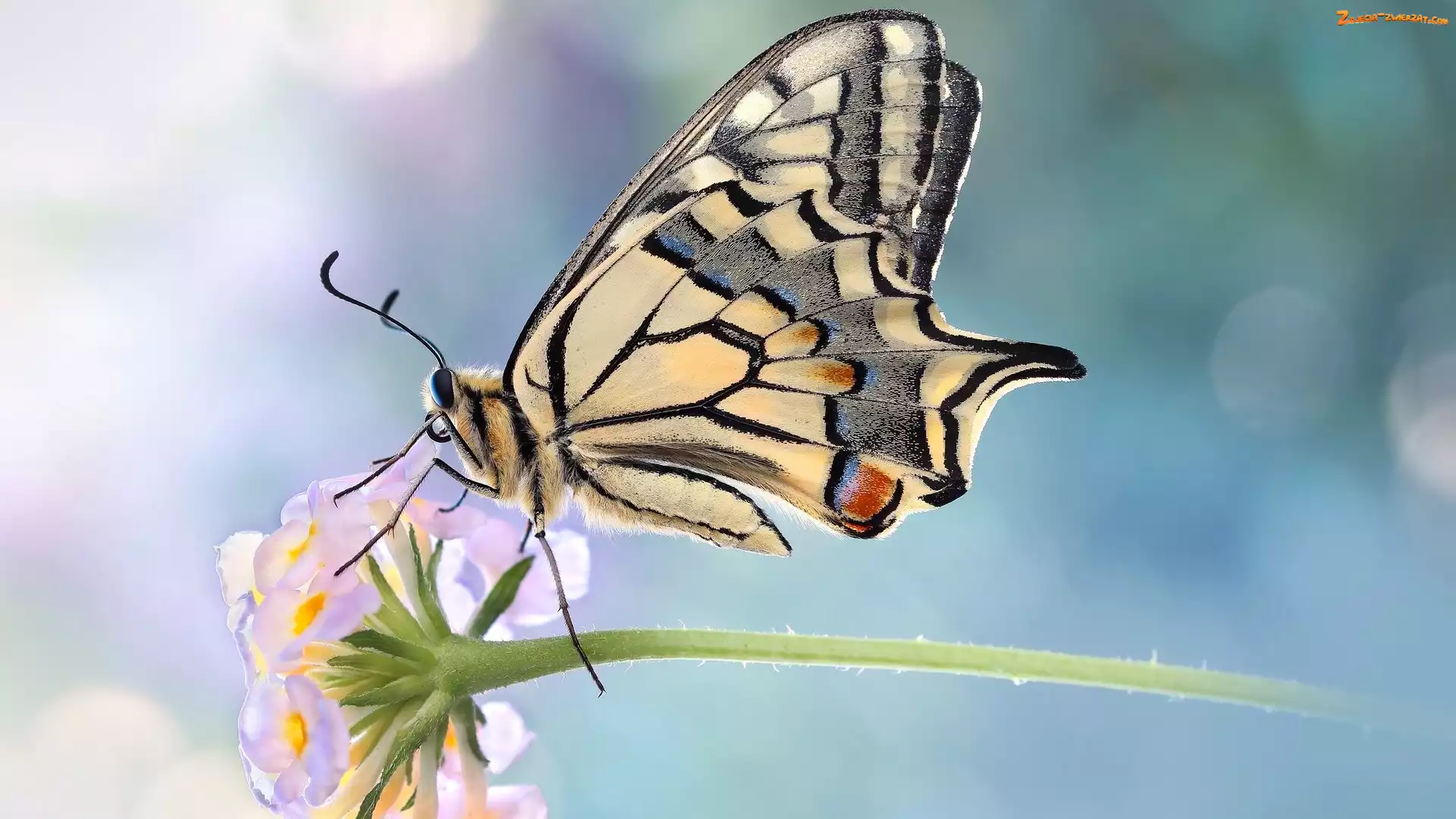Makro, Rozmycie, Paź królowej, Motyl, Kwiatek