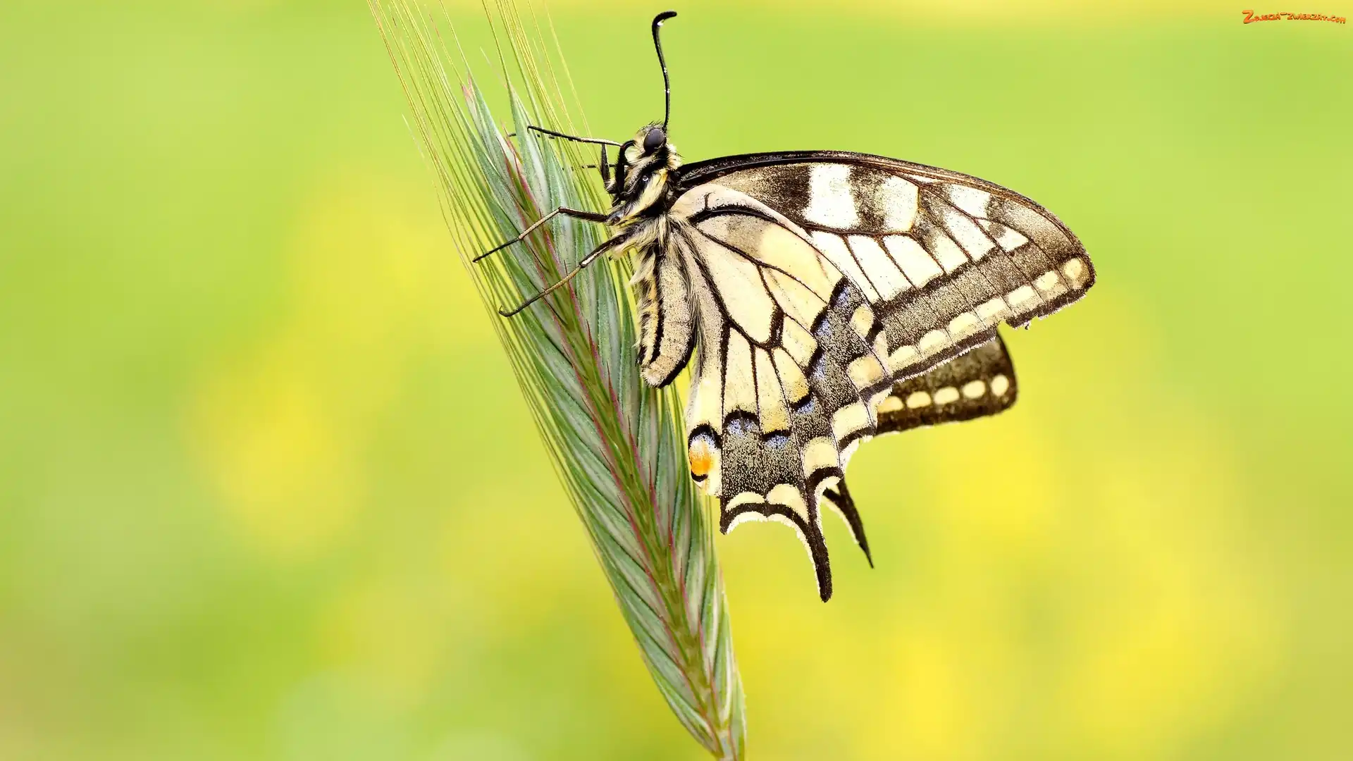 Makro, Zboże, Paź królowej, Motyl, Kłos