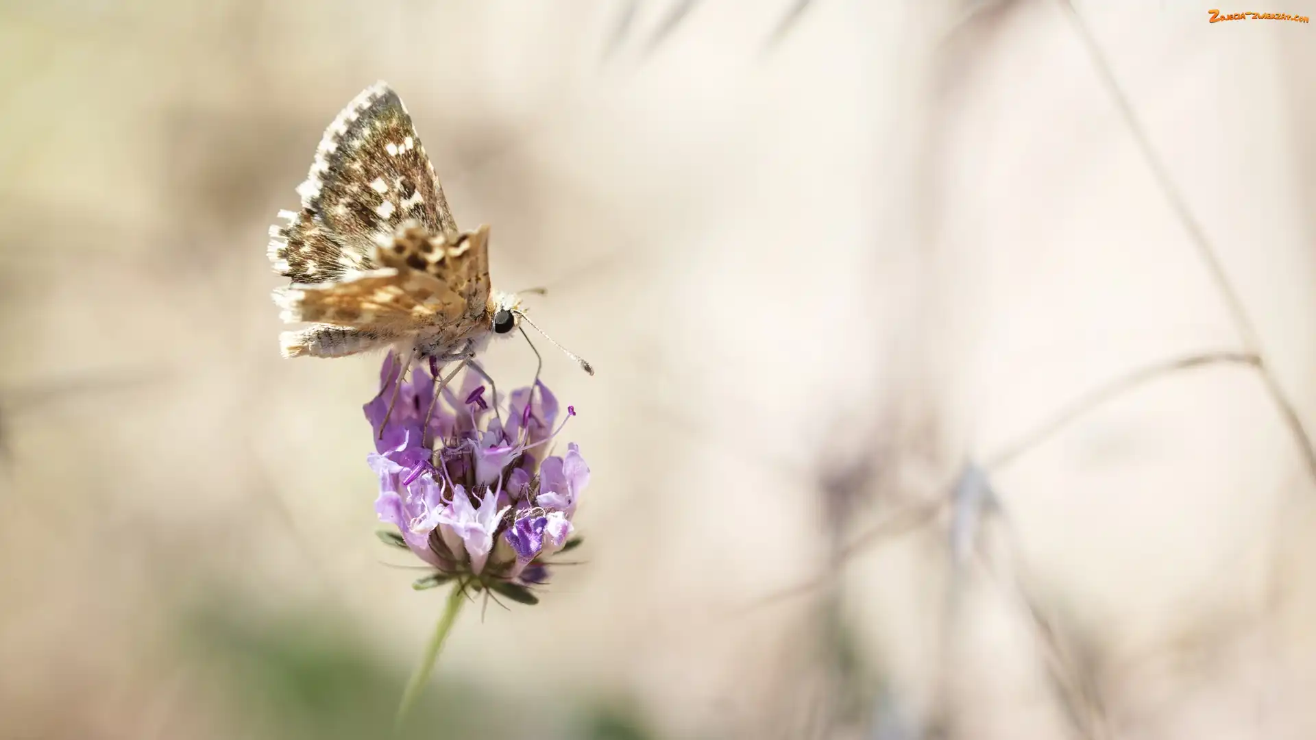 Makro, Kwiat, Postrzępione, Motyl, Skrzydełko