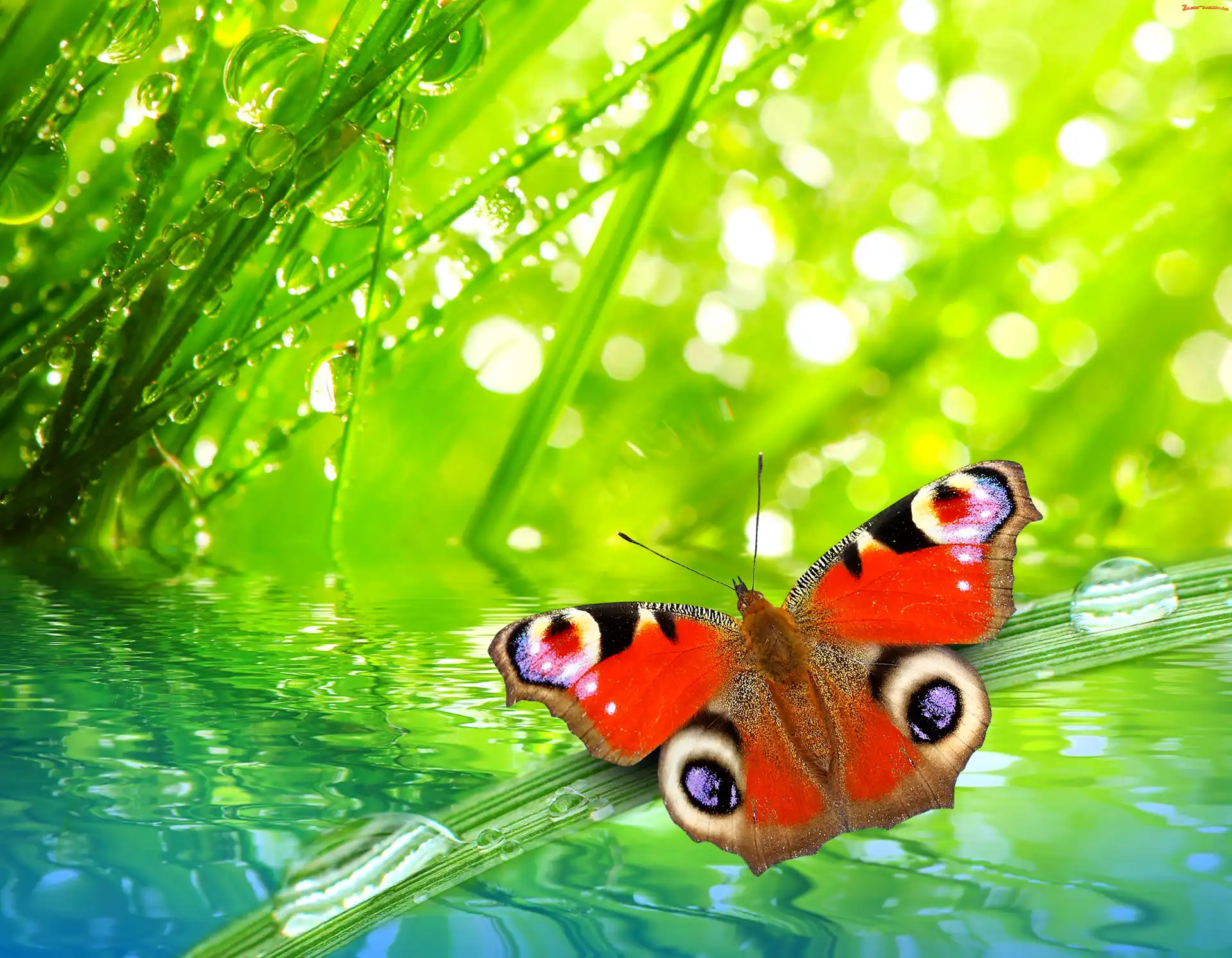 Makro, Pawik, Motyl, Krople, Rosy, Rusałka, Trawa