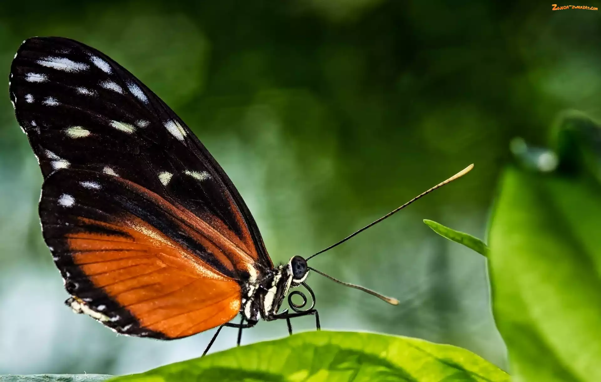 Makro, Motyl
