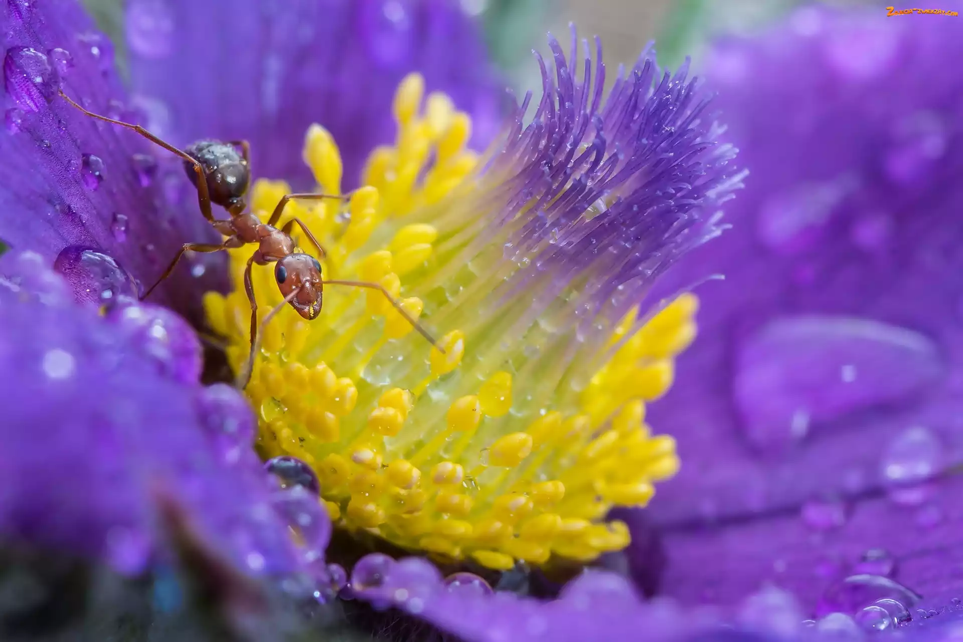 Mrówka, Makro, Kwiat