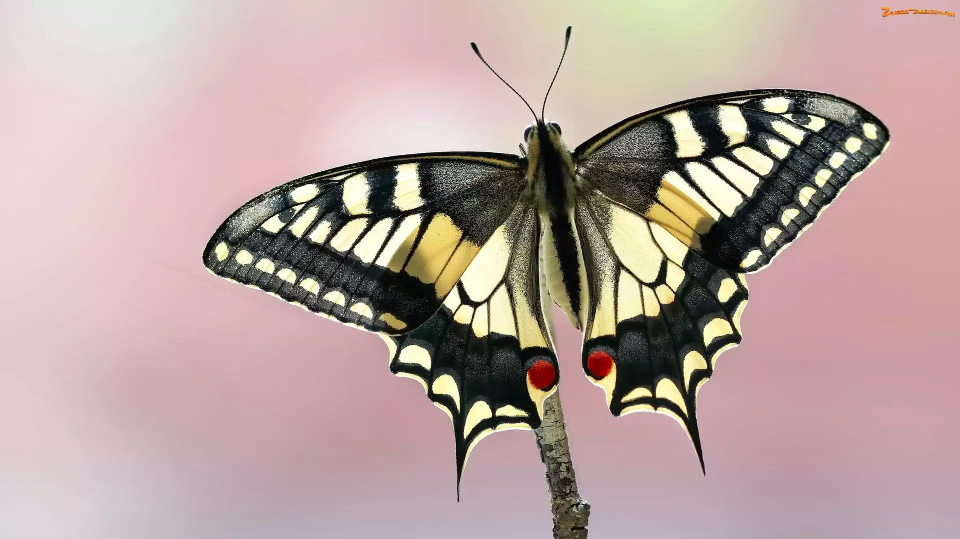 Makro, Motyl, Paź królowej