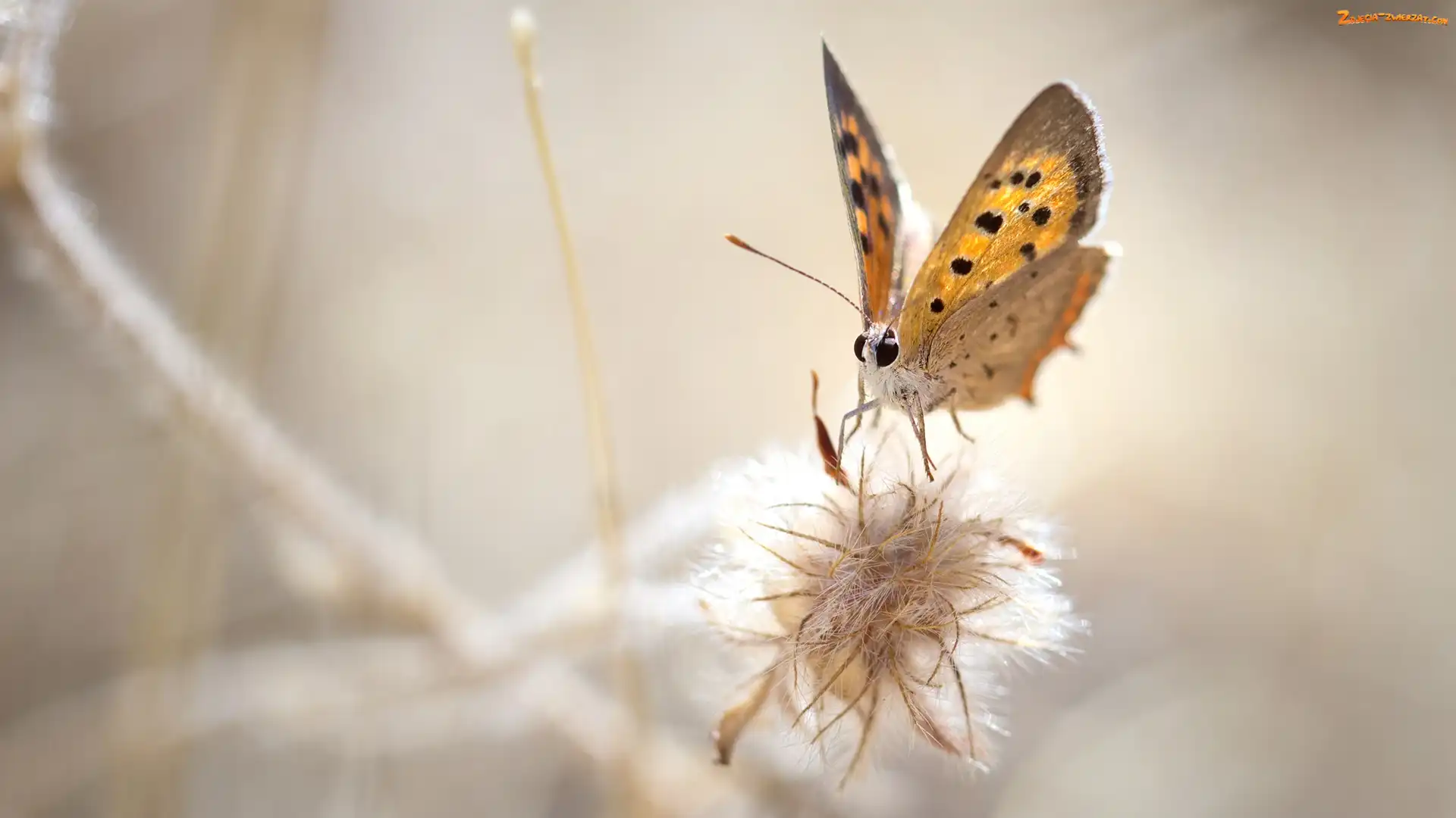 Motyl, Roślina, Makro, Czerwończyk żarek