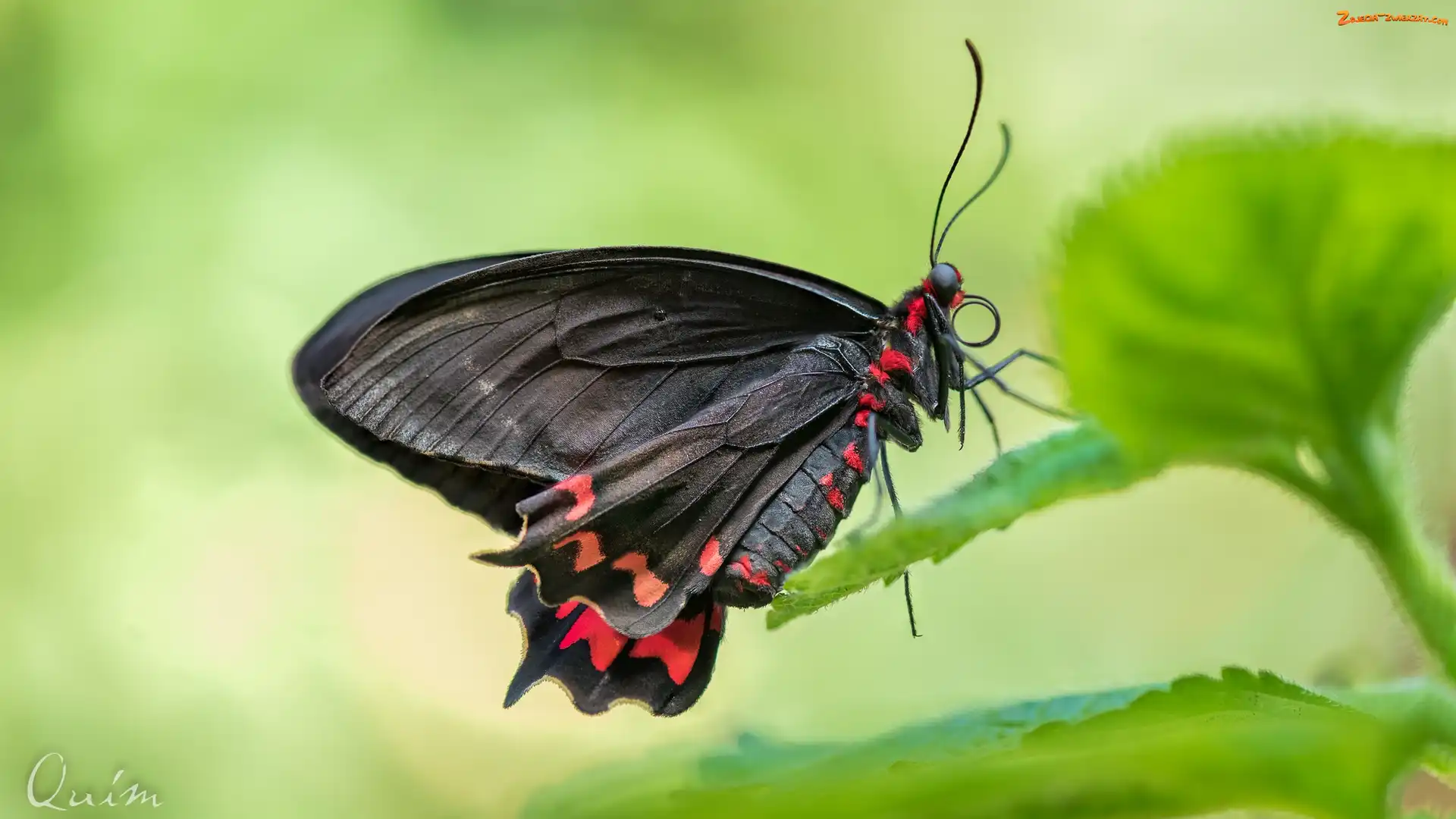 Makro, Liść, Motyl, Czarny, Scarlet mormon