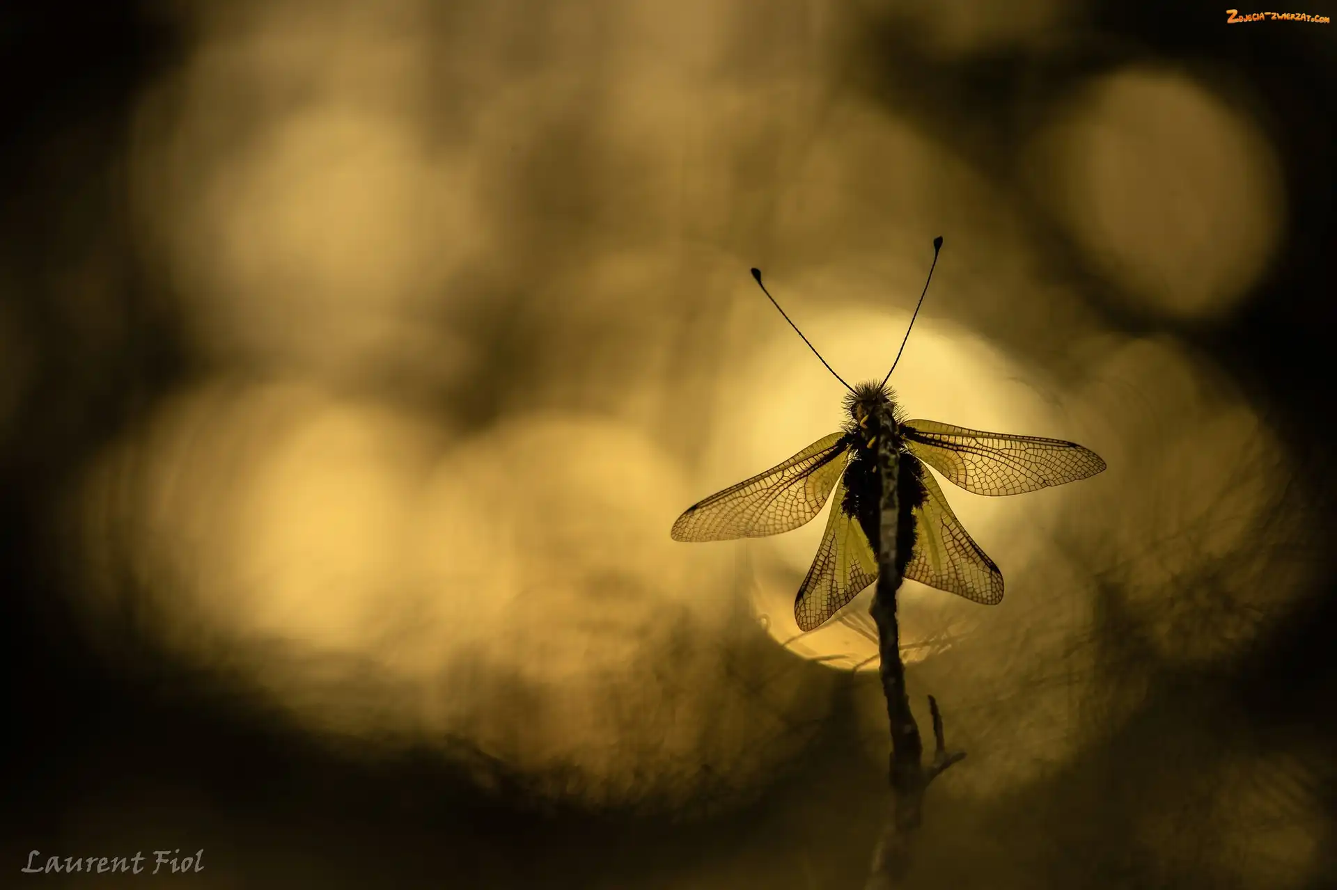 Owad, Libelloides macaronius, Makro, Sieciarka