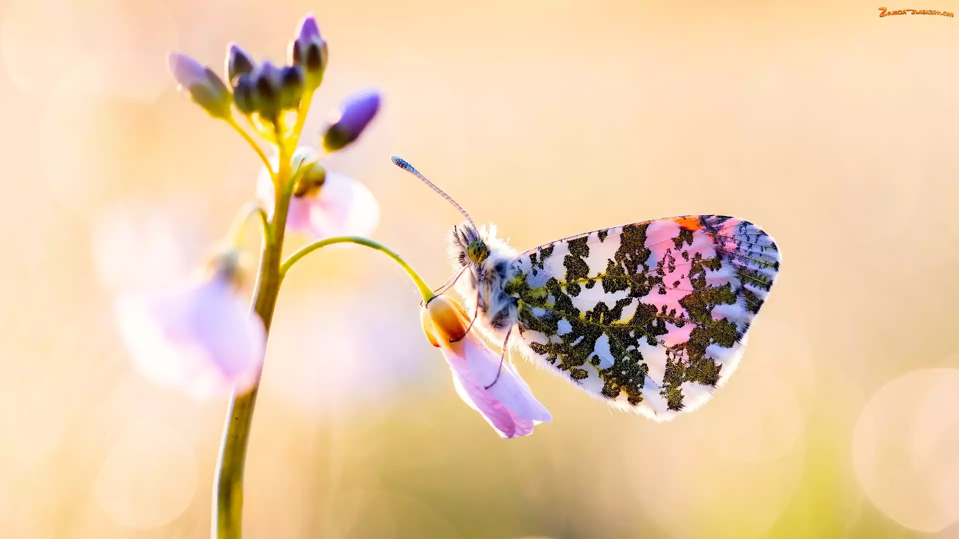 Makro, Rozmycie, Motyl, Kwiat, Zorzynek rzeżuchowiec