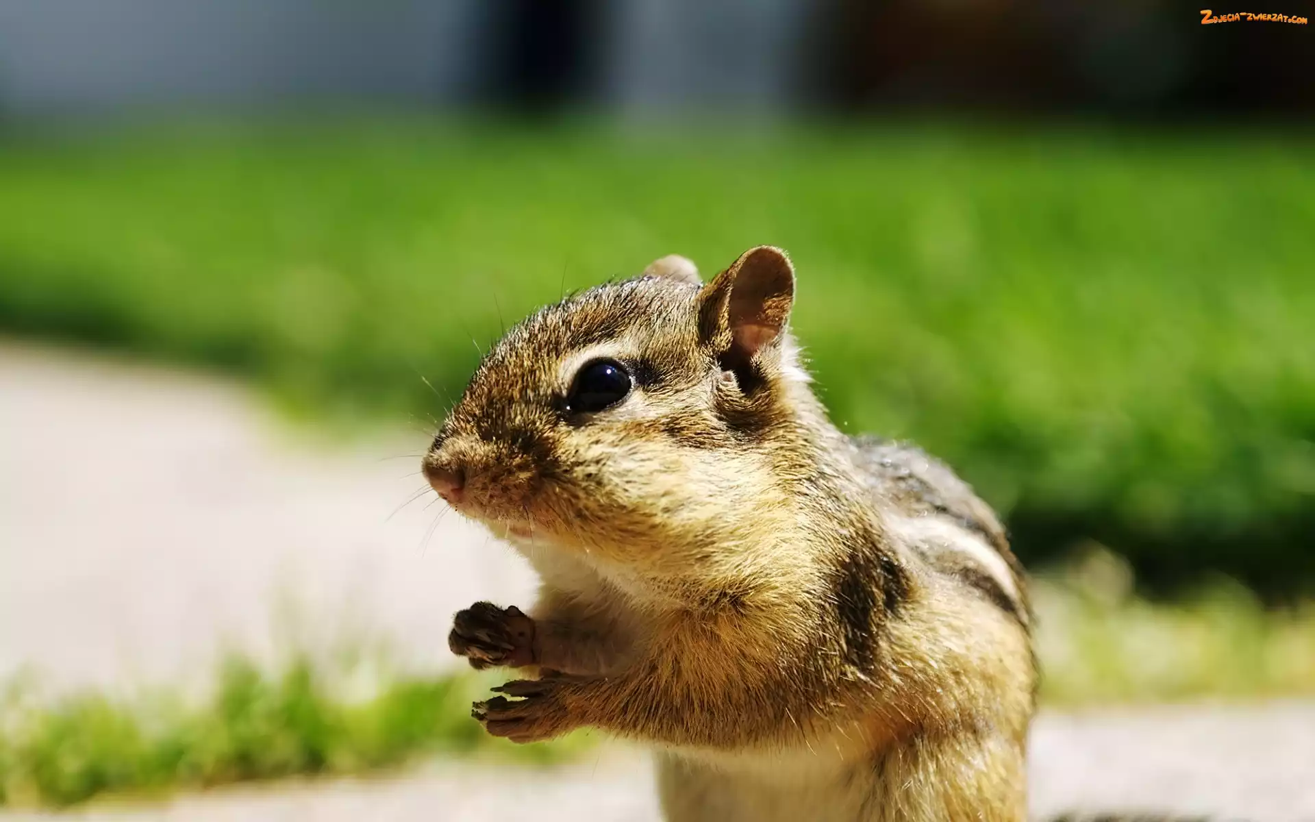 Chipmunk, Mała, Wiewiórka