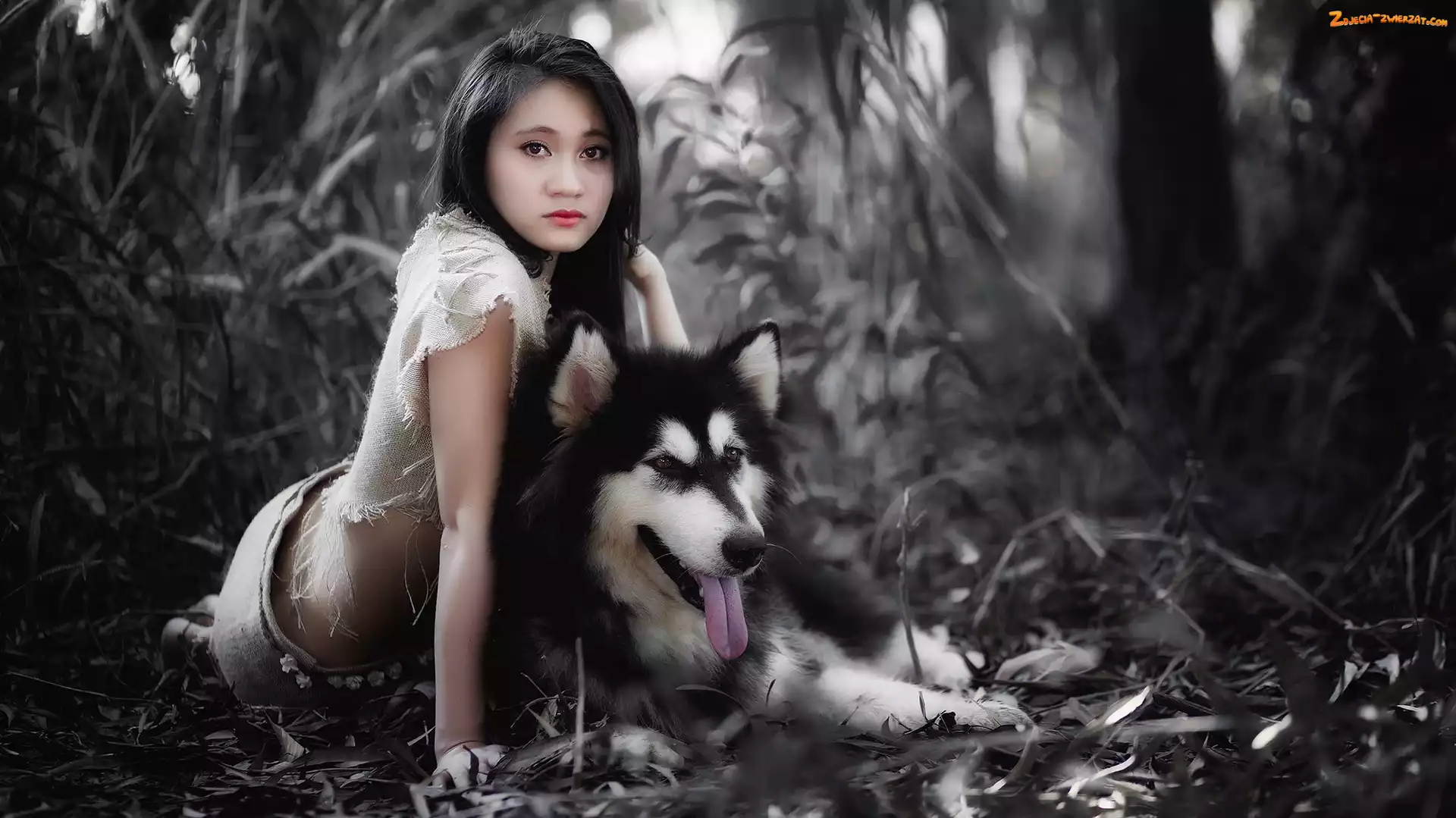 Alaskan Malamute, Kobieta, Tło, Rozmyte, Azjatka, Rośliny