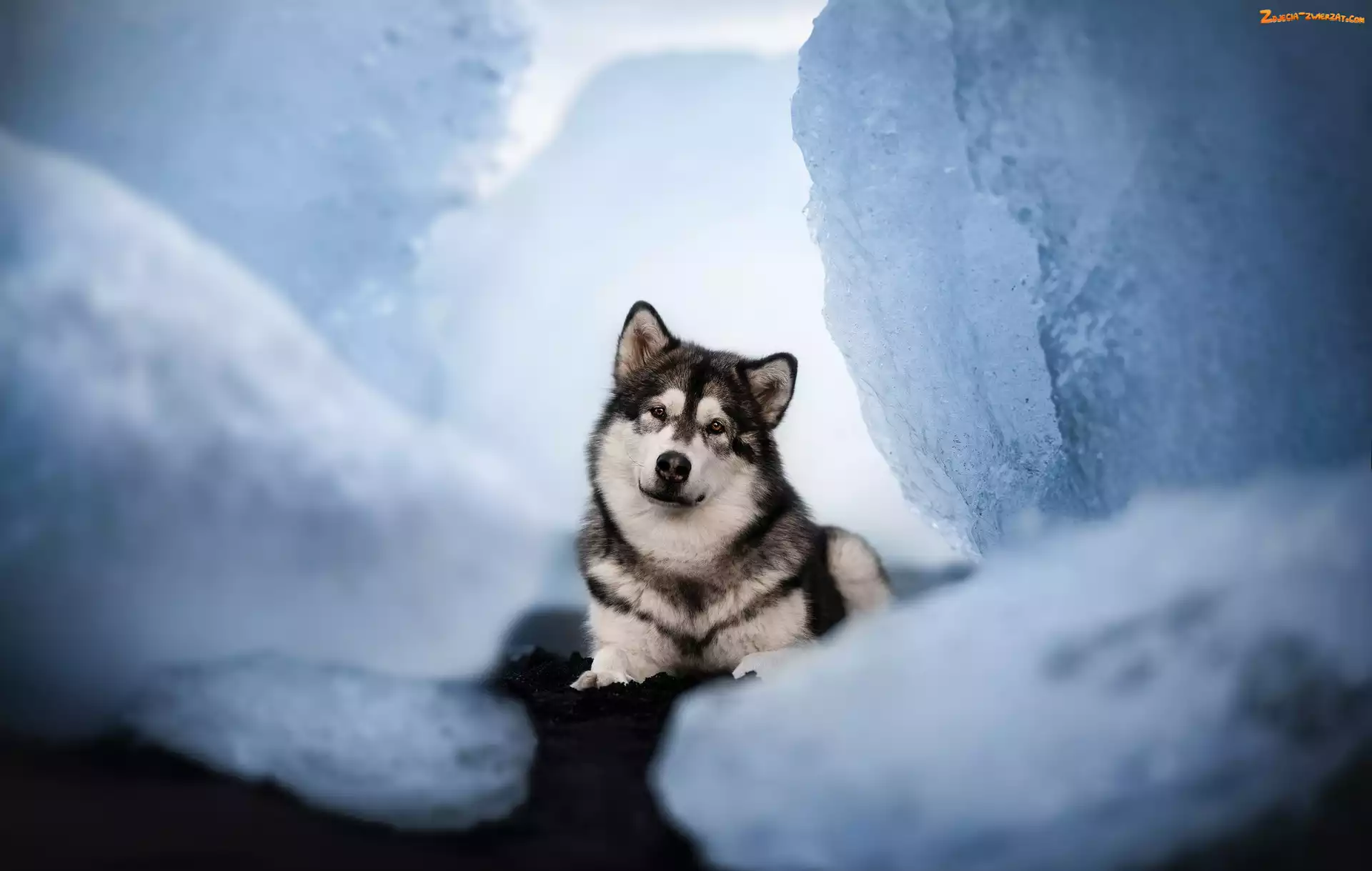 Spojrzenie, Pies, Alaskan malamute