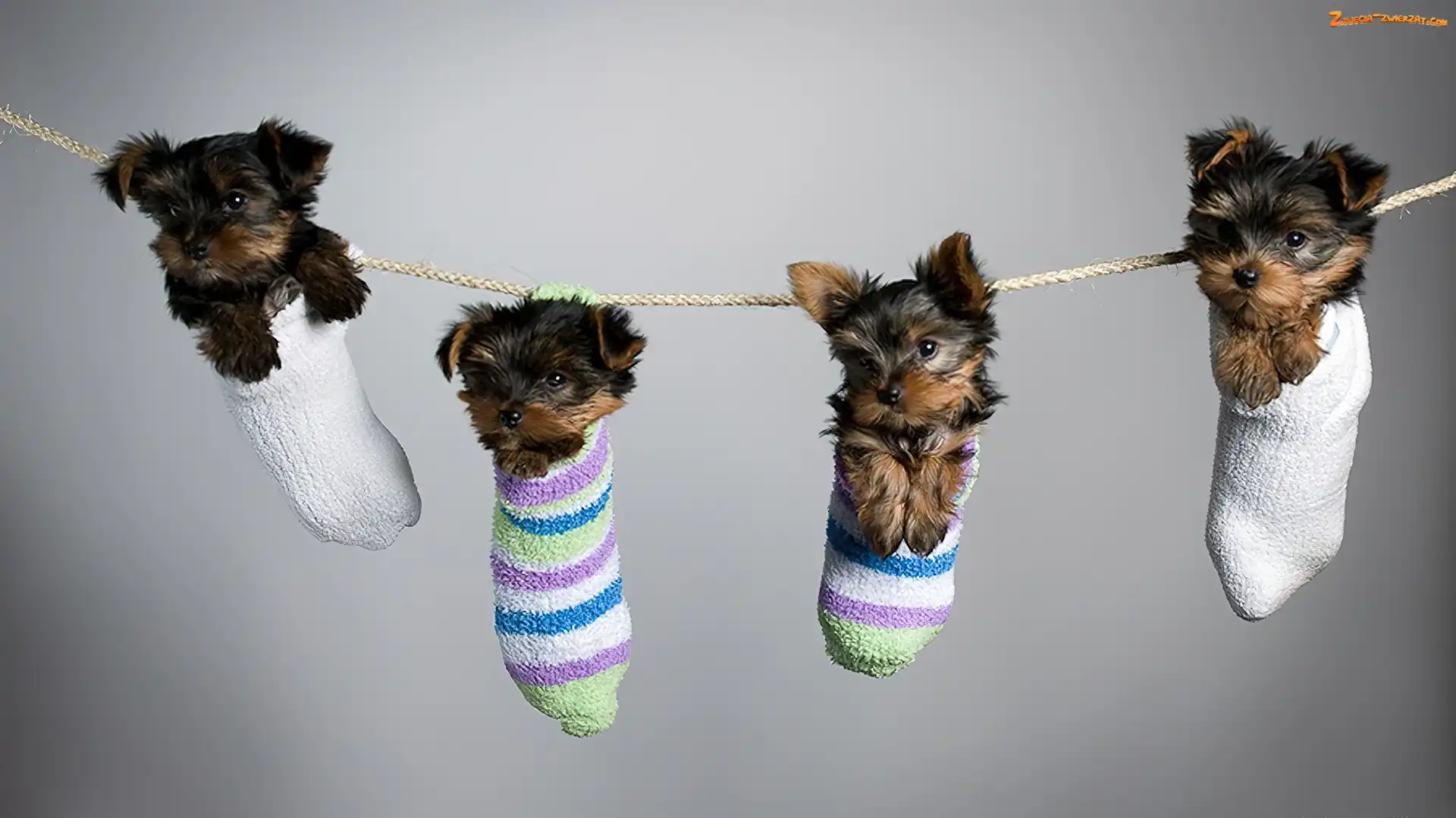 Małe, Skrapety, Cztery, Yorki