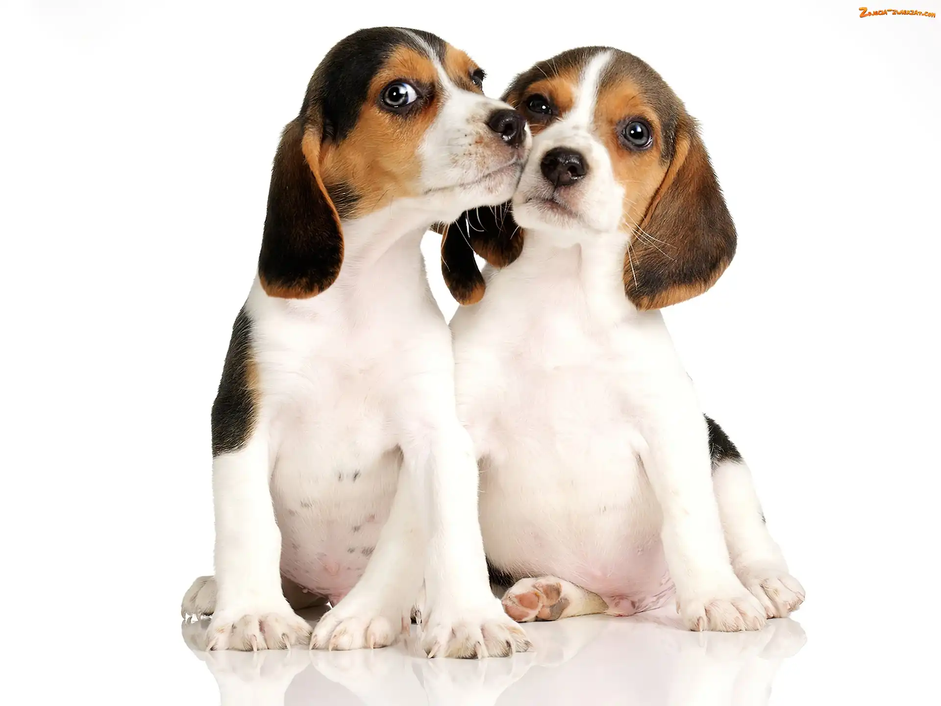 Małe, Beagle, Dwa, Pieski