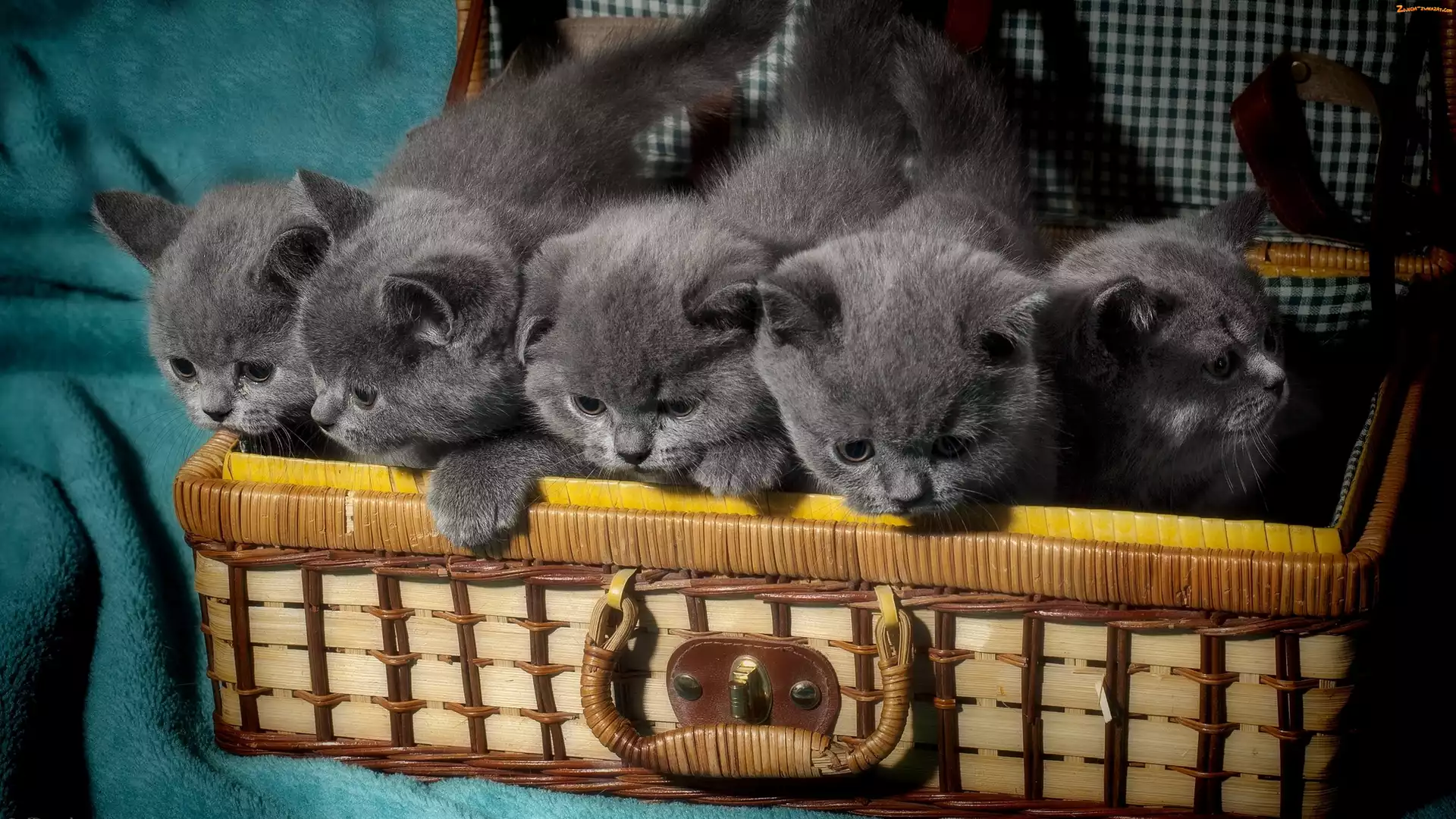Małe, Kosz, Kotki, Słodkie
