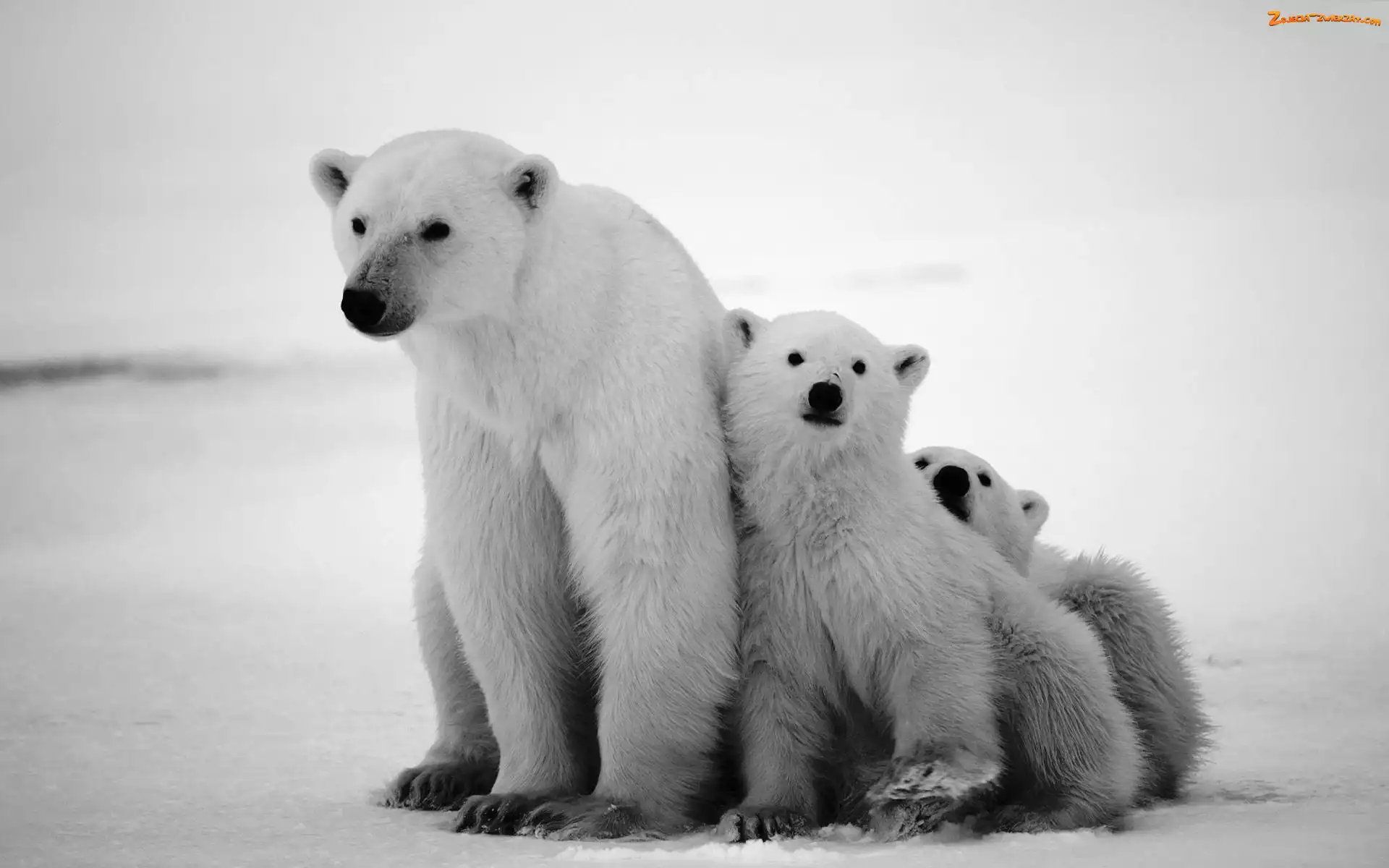 Małe, Dwa, Polarne, Niedzwiedzie, Mama