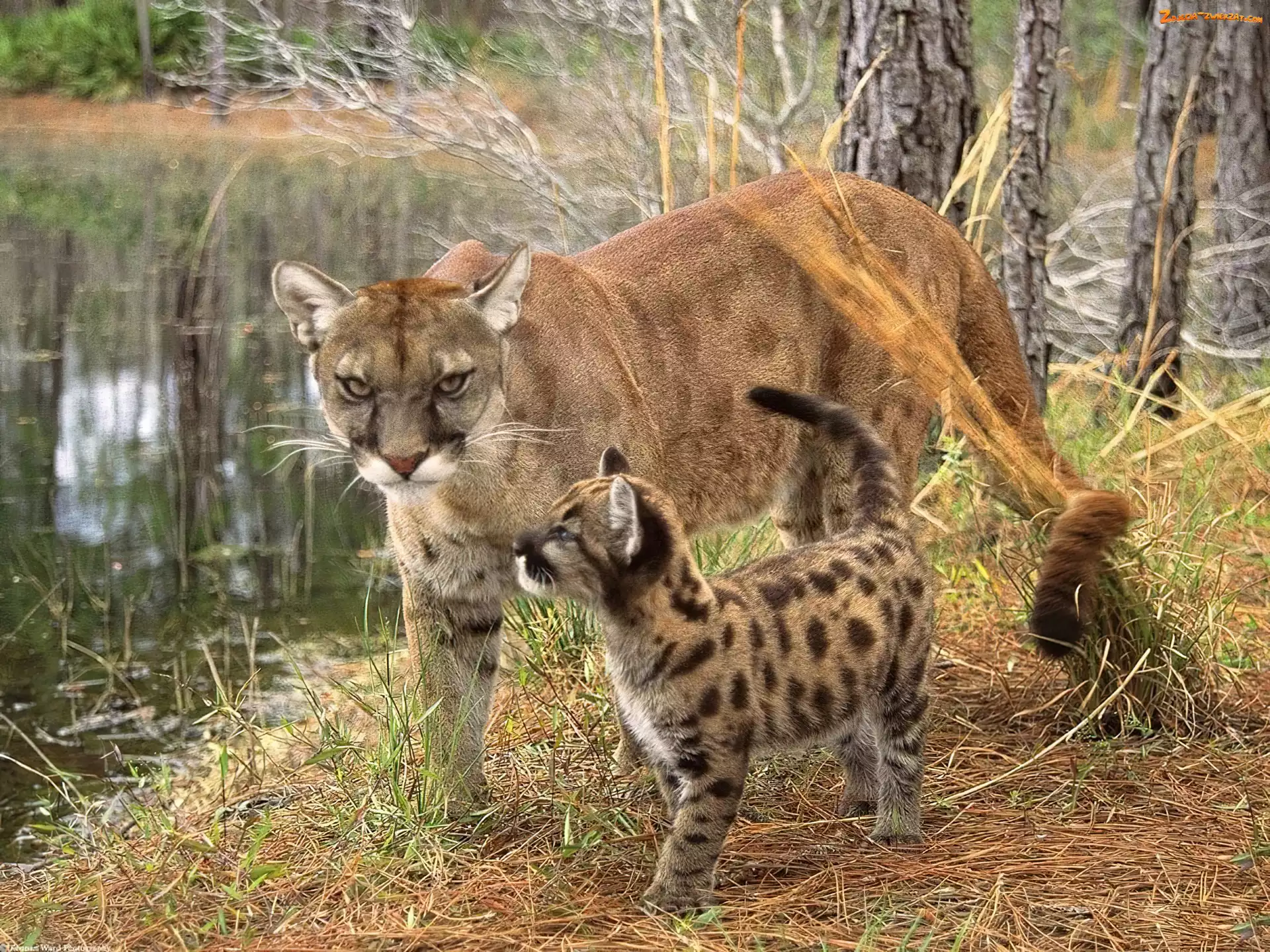Małe, Trawa, Puma, Woda