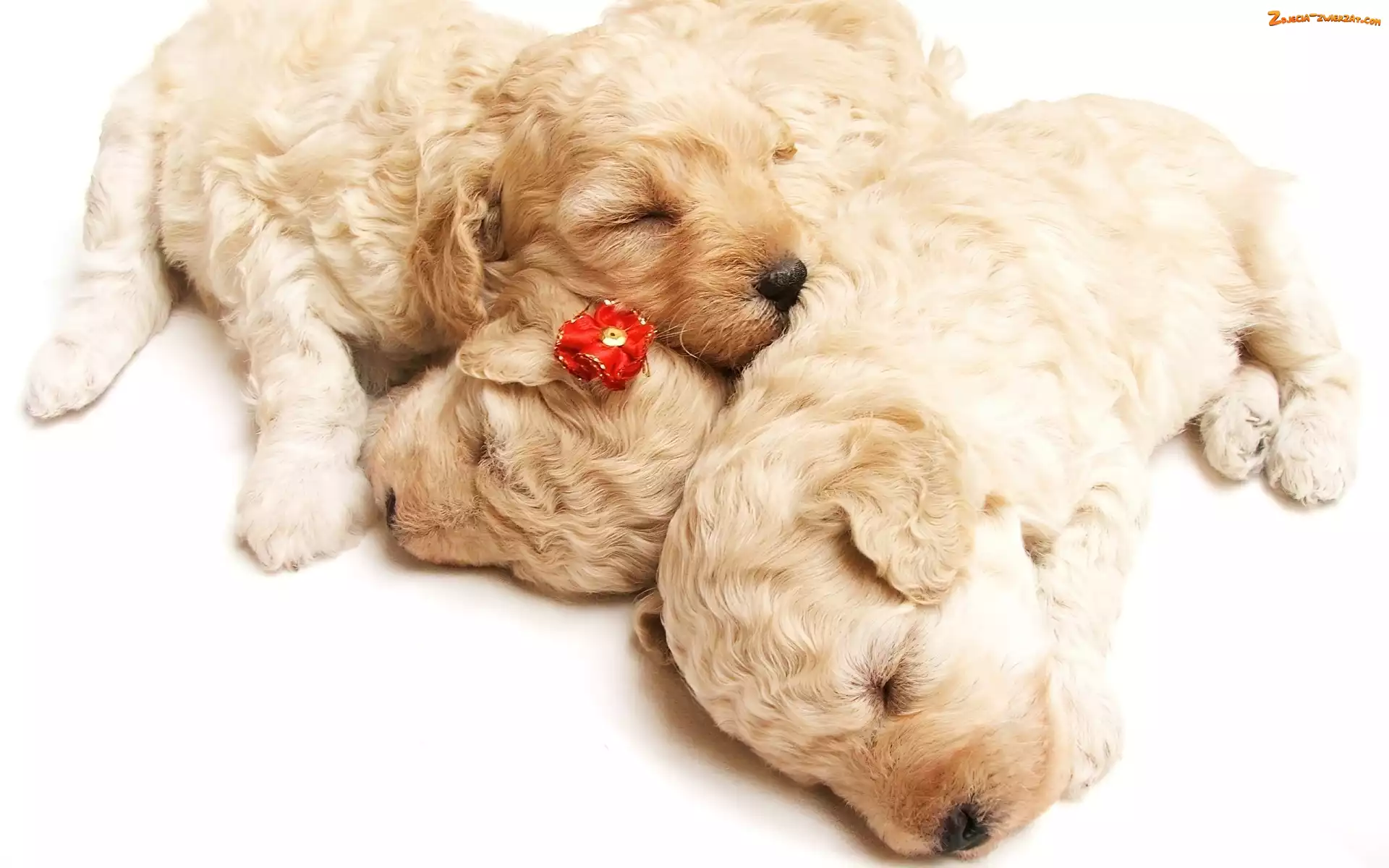 Golden Retriever, Trzy, Szczeniaczki