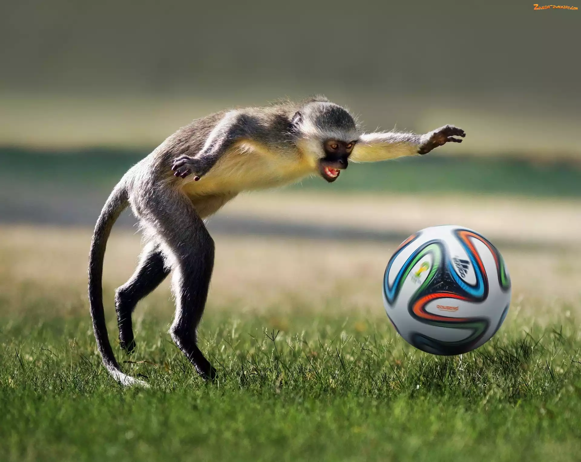 Śmieszne, Futbol, Piłka, Małpa, Trawa