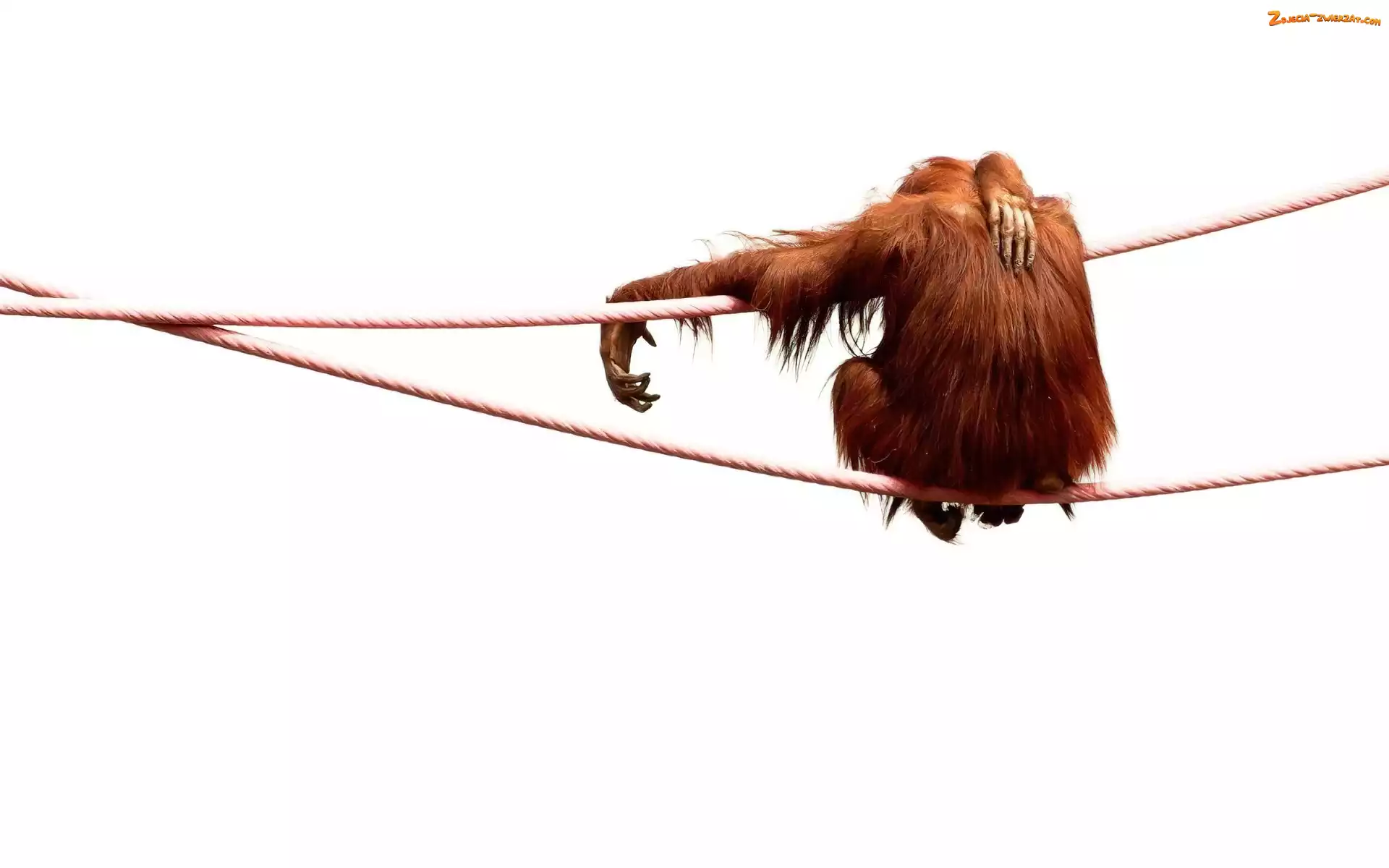 Lina, Małpa, Orangutan