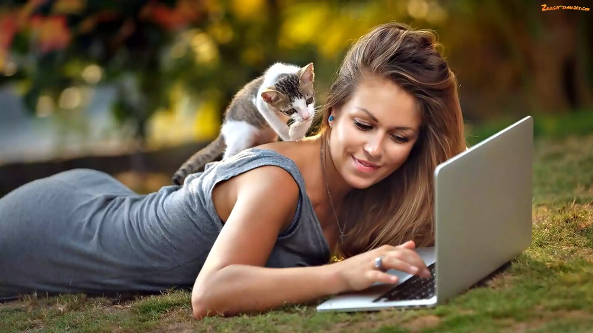 Mały, Laptop, Kobieta, Kotek