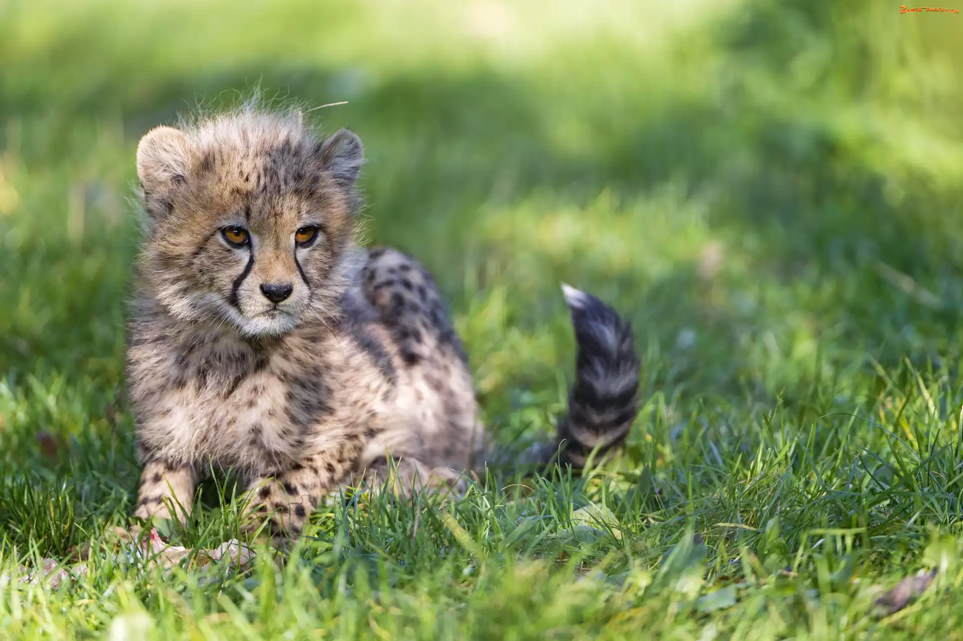 Trawa, Mały, Gepard